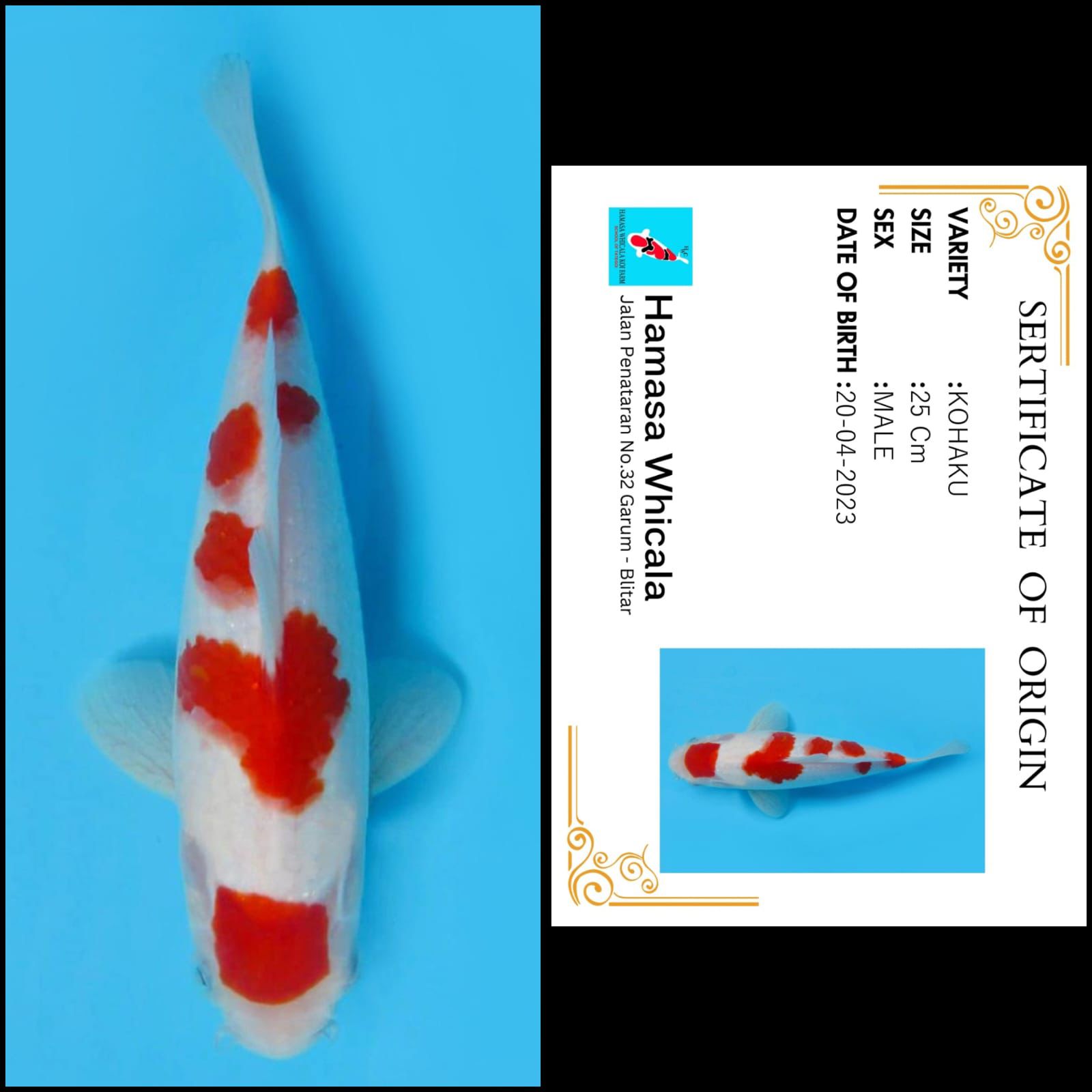 Lelang Koi Online, Jual Beli Ikan Koi, Pusat Jual Beli Koi, Info Lelang Koi Hari Ini, Platform Jual Beli Koi, Jual Beli Ikan Koi Online, Marketplace Ikan Koi, Jual Koi Terbaik, Tempat Beli Koi Berkualitas, Pasar Ikan Koi Online Terpercaya, Penjual Ikan Koi Terpercaya, Beli Koi Hias Online, Ikan Koi untuk Dijual, Koi Kualitas Terbaik, Toko Online Ikan Koi, Koi Hias Untuk Dijual, Jual Beli Ikan Koi Lokal, Koi Indonesia Online, Pusat Jual Beli Koi Terbesar