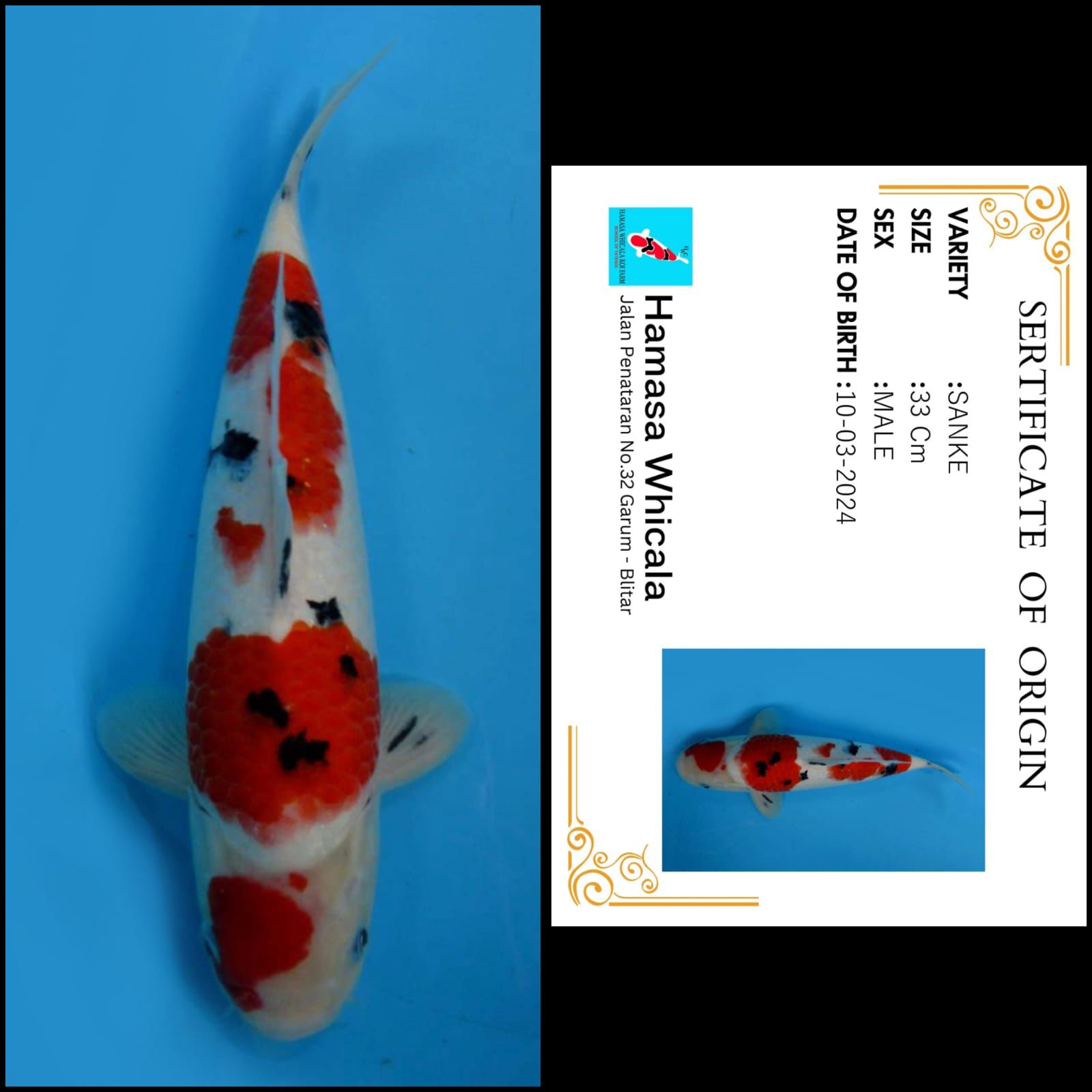 Lelang Koi Online, Jual Beli Ikan Koi, Pusat Jual Beli Koi, Info Lelang Koi Hari Ini, Platform Jual Beli Koi, Jual Beli Ikan Koi Online, Marketplace Ikan Koi, Jual Koi Terbaik, Tempat Beli Koi Berkualitas, Pasar Ikan Koi Online Terpercaya, Penjual Ikan Koi Terpercaya, Beli Koi Hias Online, Ikan Koi untuk Dijual, Koi Kualitas Terbaik, Toko Online Ikan Koi, Koi Hias Untuk Dijual, Jual Beli Ikan Koi Lokal, Koi Indonesia Online, Pusat Jual Beli Koi Terbesar