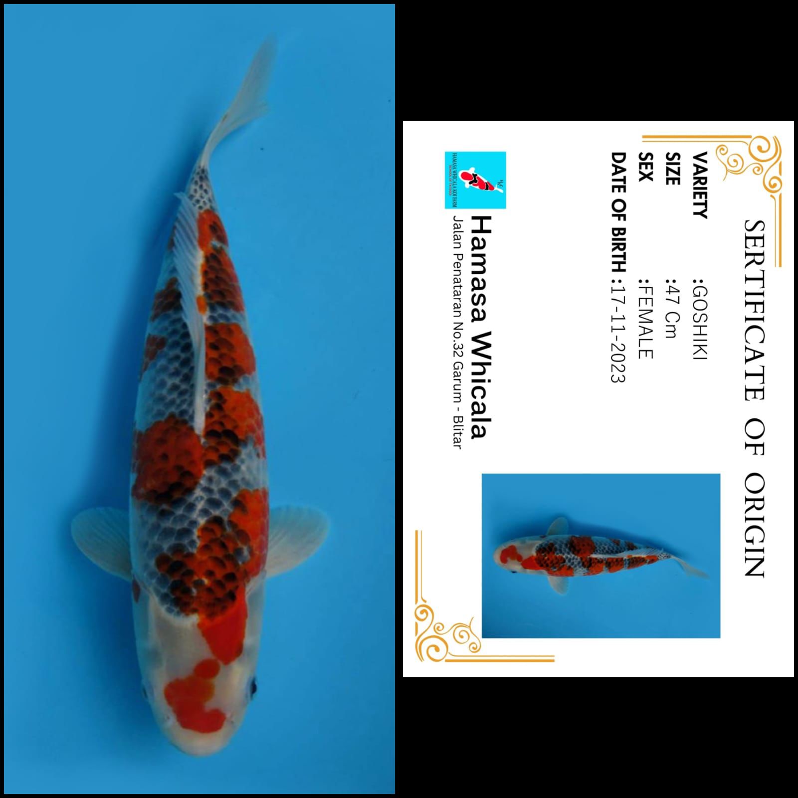 Lelang Koi Online, Jual Beli Ikan Koi, Pusat Jual Beli Koi, Info Lelang Koi Hari Ini, Platform Jual Beli Koi, Jual Beli Ikan Koi Online, Marketplace Ikan Koi, Jual Koi Terbaik, Tempat Beli Koi Berkualitas, Pasar Ikan Koi Online Terpercaya, Penjual Ikan Koi Terpercaya, Beli Koi Hias Online, Ikan Koi untuk Dijual, Koi Kualitas Terbaik, Toko Online Ikan Koi, Koi Hias Untuk Dijual, Jual Beli Ikan Koi Lokal, Koi Indonesia Online, Pusat Jual Beli Koi Terbesar