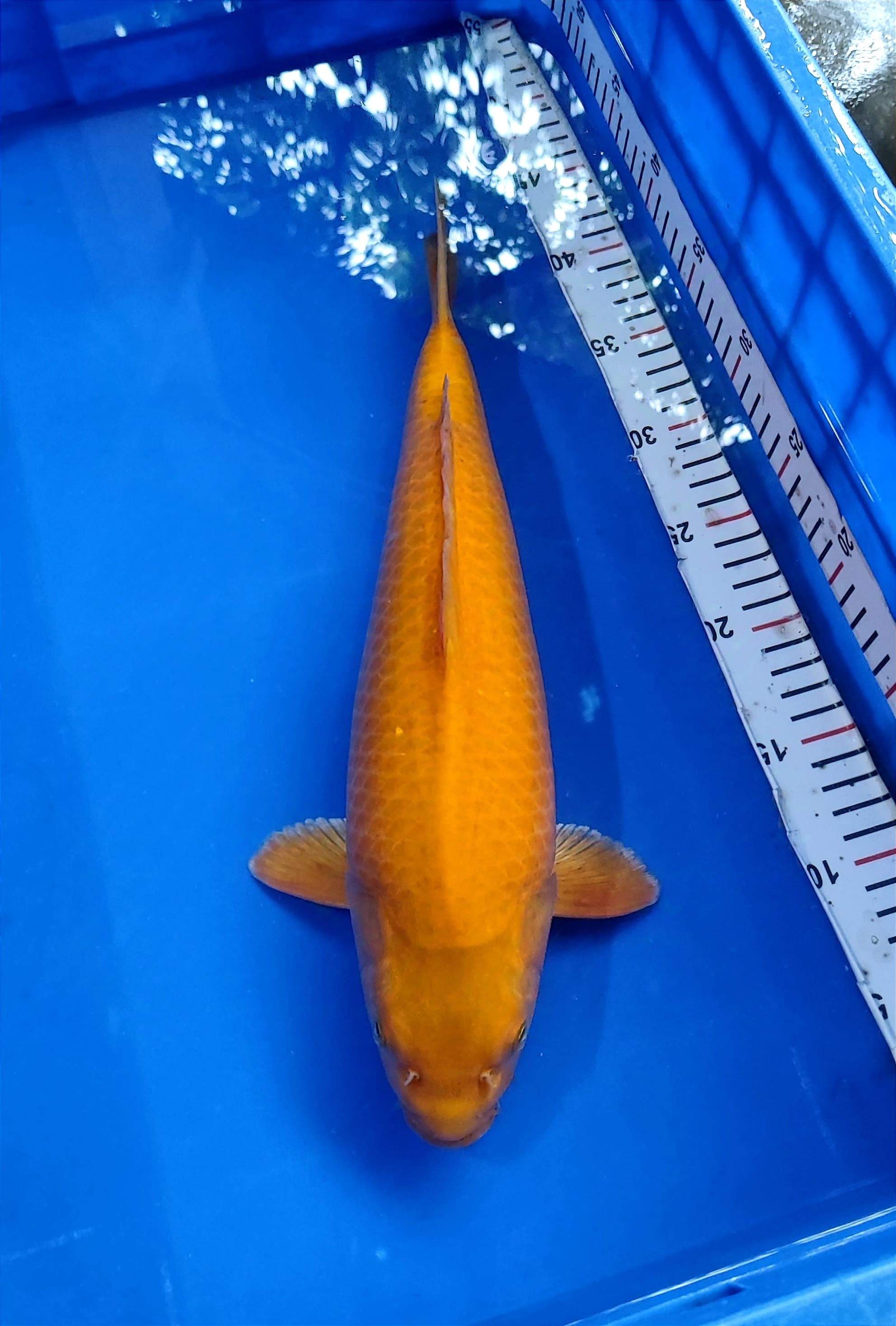 Lelang Koi Online, Jual Beli Ikan Koi, Pusat Jual Beli Koi, Info Lelang Koi Hari Ini, Platform Jual Beli Koi, Jual Beli Ikan Koi Online, Marketplace Ikan Koi, Jual Koi Terbaik, Tempat Beli Koi Berkualitas, Pasar Ikan Koi Online Terpercaya, Penjual Ikan Koi Terpercaya, Beli Koi Hias Online, Ikan Koi untuk Dijual, Koi Kualitas Terbaik, Toko Online Ikan Koi, Koi Hias Untuk Dijual, Jual Beli Ikan Koi Lokal, Koi Indonesia Online, Pusat Jual Beli Koi Terbesar