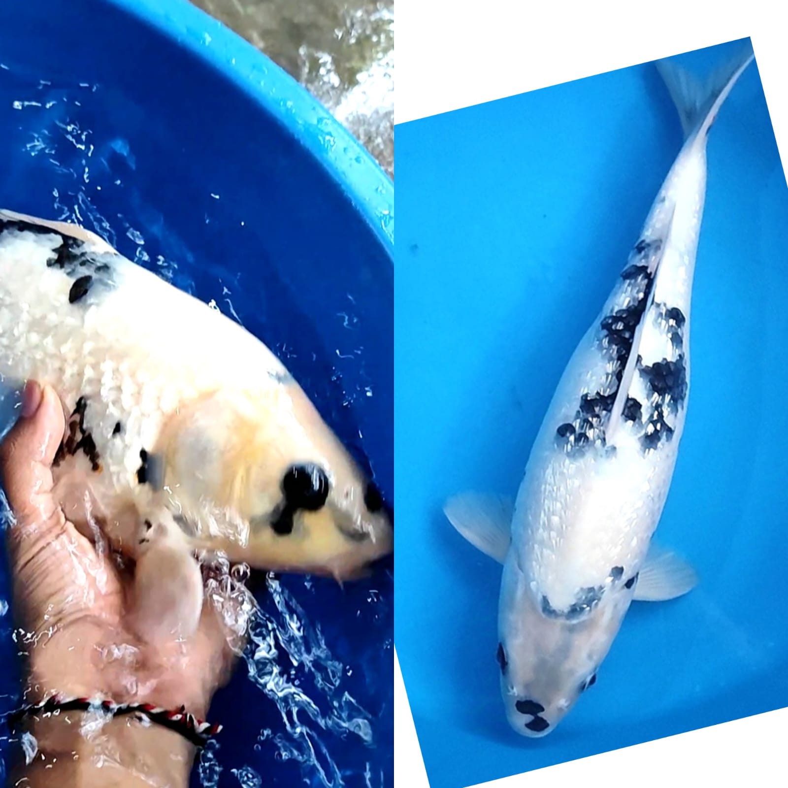 Lelang Koi Online, Jual Beli Ikan Koi, Pusat Jual Beli Koi, Info Lelang Koi Hari Ini, Platform Jual Beli Koi, Jual Beli Ikan Koi Online, Marketplace Ikan Koi, Jual Koi Terbaik, Tempat Beli Koi Berkualitas, Pasar Ikan Koi Online Terpercaya, Penjual Ikan Koi Terpercaya, Beli Koi Hias Online, Ikan Koi untuk Dijual, Koi Kualitas Terbaik, Toko Online Ikan Koi, Koi Hias Untuk Dijual, Jual Beli Ikan Koi Lokal, Koi Indonesia Online, Pusat Jual Beli Koi Terbesar