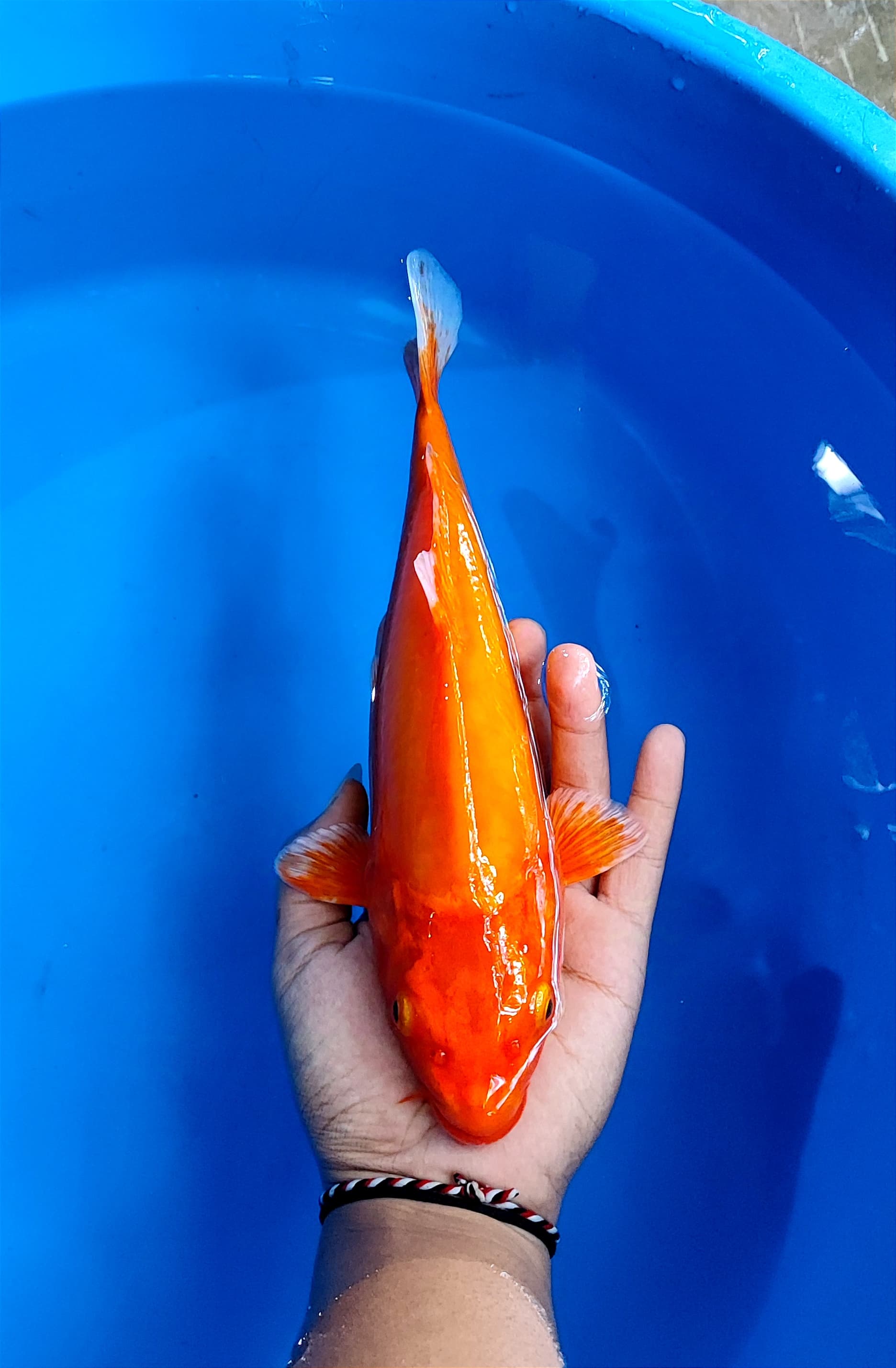 Lelang Koi Online, Jual Beli Ikan Koi, Pusat Jual Beli Koi, Info Lelang Koi Hari Ini, Platform Jual Beli Koi, Jual Beli Ikan Koi Online, Marketplace Ikan Koi, Jual Koi Terbaik, Tempat Beli Koi Berkualitas, Pasar Ikan Koi Online Terpercaya, Penjual Ikan Koi Terpercaya, Beli Koi Hias Online, Ikan Koi untuk Dijual, Koi Kualitas Terbaik, Toko Online Ikan Koi, Koi Hias Untuk Dijual, Jual Beli Ikan Koi Lokal, Koi Indonesia Online, Pusat Jual Beli Koi Terbesar