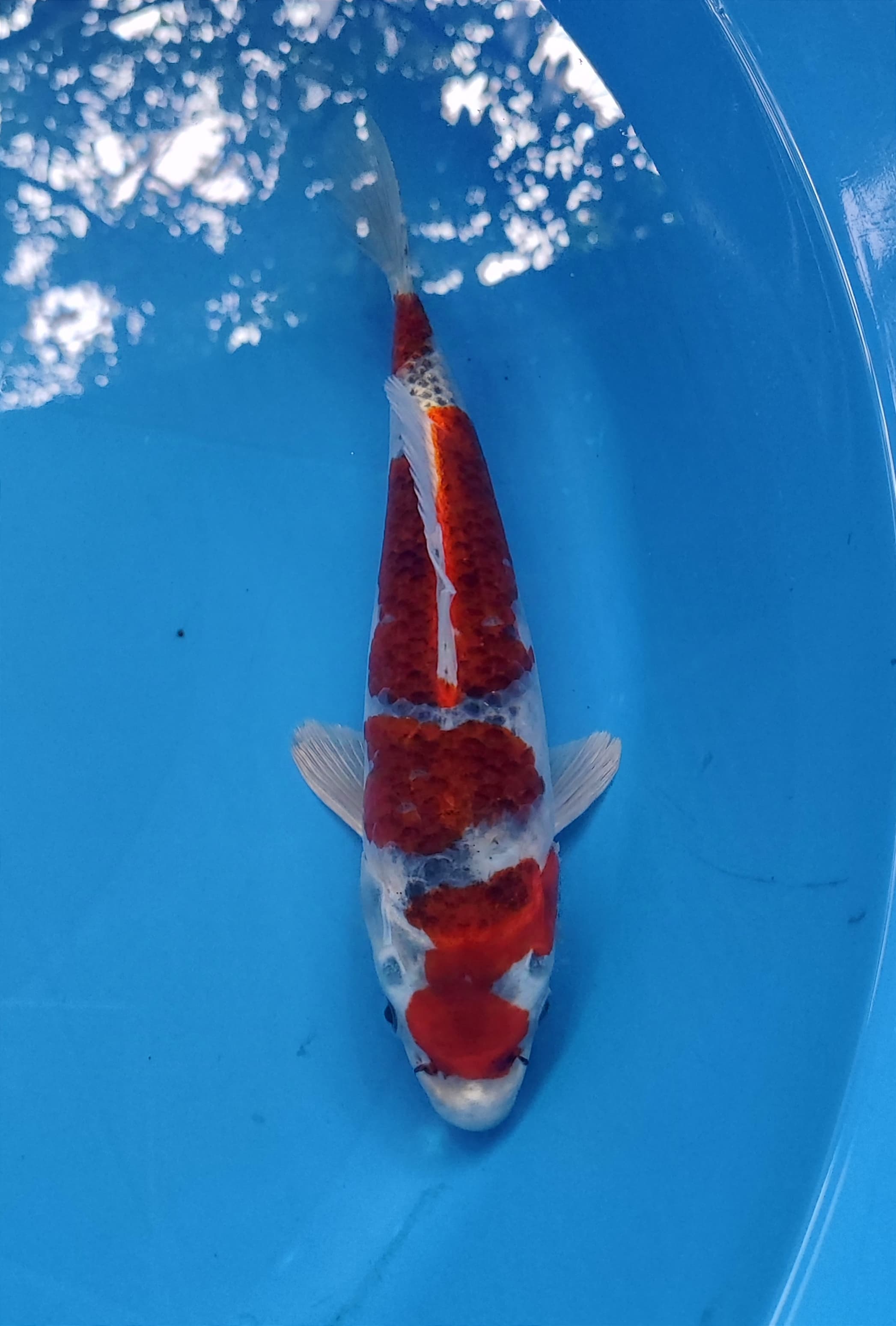 Lelang Koi Online, Jual Beli Ikan Koi, Pusat Jual Beli Koi, Info Lelang Koi Hari Ini, Platform Jual Beli Koi, Jual Beli Ikan Koi Online, Marketplace Ikan Koi, Jual Koi Terbaik, Tempat Beli Koi Berkualitas, Pasar Ikan Koi Online Terpercaya, Penjual Ikan Koi Terpercaya, Beli Koi Hias Online, Ikan Koi untuk Dijual, Koi Kualitas Terbaik, Toko Online Ikan Koi, Koi Hias Untuk Dijual, Jual Beli Ikan Koi Lokal, Koi Indonesia Online, Pusat Jual Beli Koi Terbesar