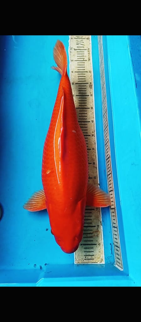 Lelang Koi Online, Jual Beli Ikan Koi, Pusat Jual Beli Koi, Info Lelang Koi Hari Ini, Platform Jual Beli Koi, Jual Beli Ikan Koi Online, Marketplace Ikan Koi, Jual Koi Terbaik, Tempat Beli Koi Berkualitas, Pasar Ikan Koi Online Terpercaya, Penjual Ikan Koi Terpercaya, Beli Koi Hias Online, Ikan Koi untuk Dijual, Koi Kualitas Terbaik, Toko Online Ikan Koi, Koi Hias Untuk Dijual, Jual Beli Ikan Koi Lokal, Koi Indonesia Online, Pusat Jual Beli Koi Terbesar