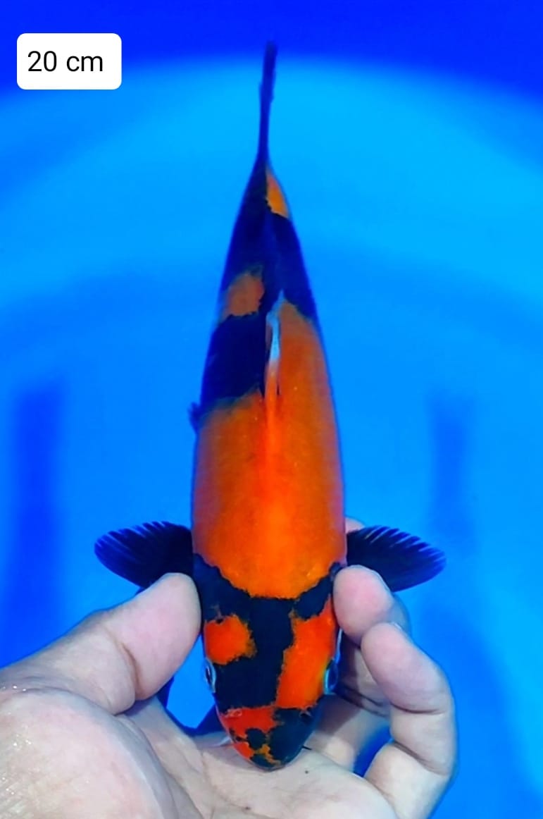 Lelang Koi Online, Jual Beli Ikan Koi, Pusat Jual Beli Koi, Info Lelang Koi Hari Ini, Platform Jual Beli Koi, Jual Beli Ikan Koi Online, Marketplace Ikan Koi, Jual Koi Terbaik, Tempat Beli Koi Berkualitas, Pasar Ikan Koi Online Terpercaya, Penjual Ikan Koi Terpercaya, Beli Koi Hias Online, Ikan Koi untuk Dijual, Koi Kualitas Terbaik, Toko Online Ikan Koi, Koi Hias Untuk Dijual, Jual Beli Ikan Koi Lokal, Koi Indonesia Online, Pusat Jual Beli Koi Terbesar