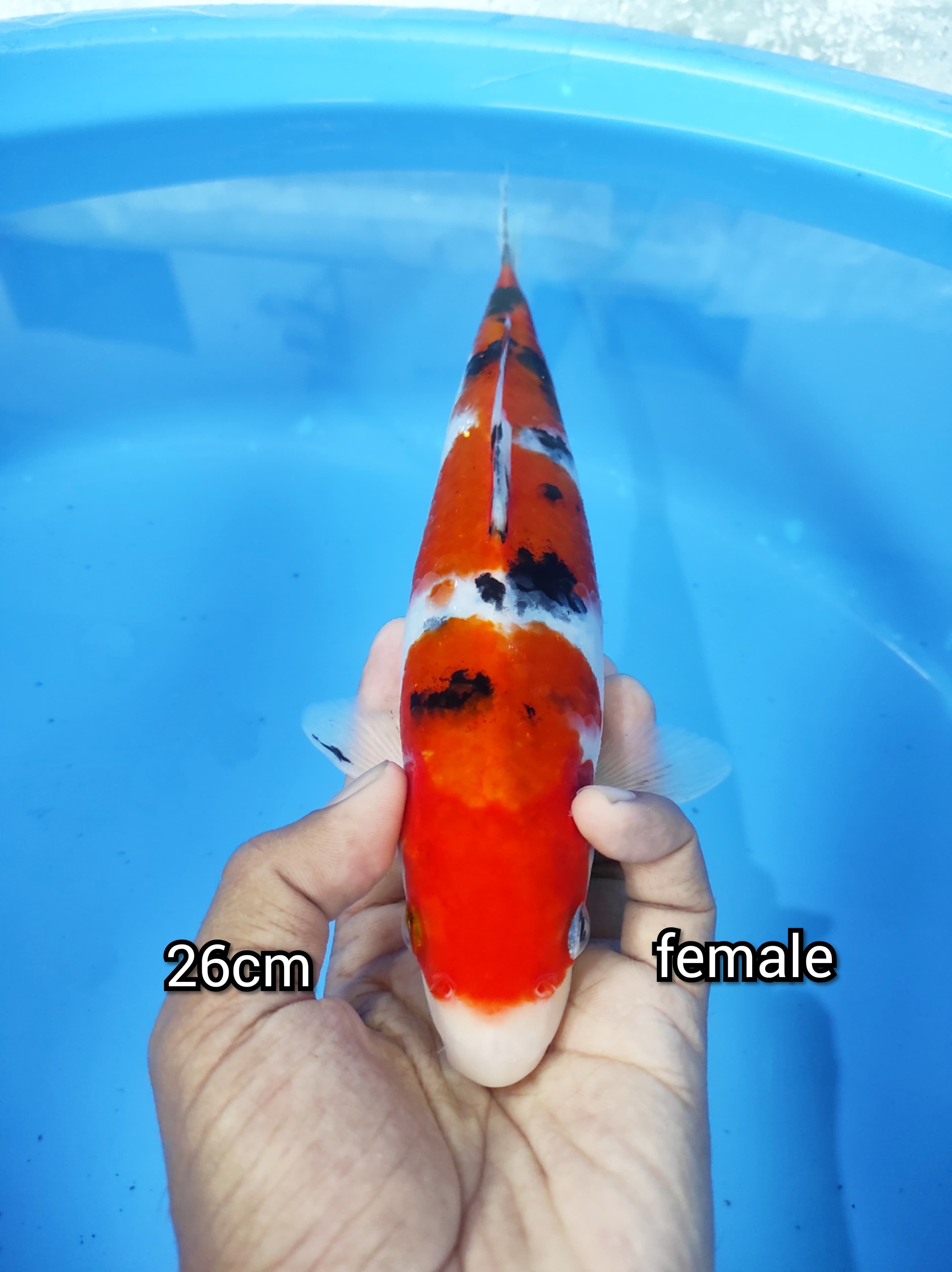 Lelang Koi Online, Jual Beli Ikan Koi, Pusat Jual Beli Koi, Info Lelang Koi Hari Ini, Platform Jual Beli Koi, Jual Beli Ikan Koi Online, Marketplace Ikan Koi, Jual Koi Terbaik, Tempat Beli Koi Berkualitas, Pasar Ikan Koi Online Terpercaya, Penjual Ikan Koi Terpercaya, Beli Koi Hias Online, Ikan Koi untuk Dijual, Koi Kualitas Terbaik, Toko Online Ikan Koi, Koi Hias Untuk Dijual, Jual Beli Ikan Koi Lokal, Koi Indonesia Online, Pusat Jual Beli Koi Terbesar