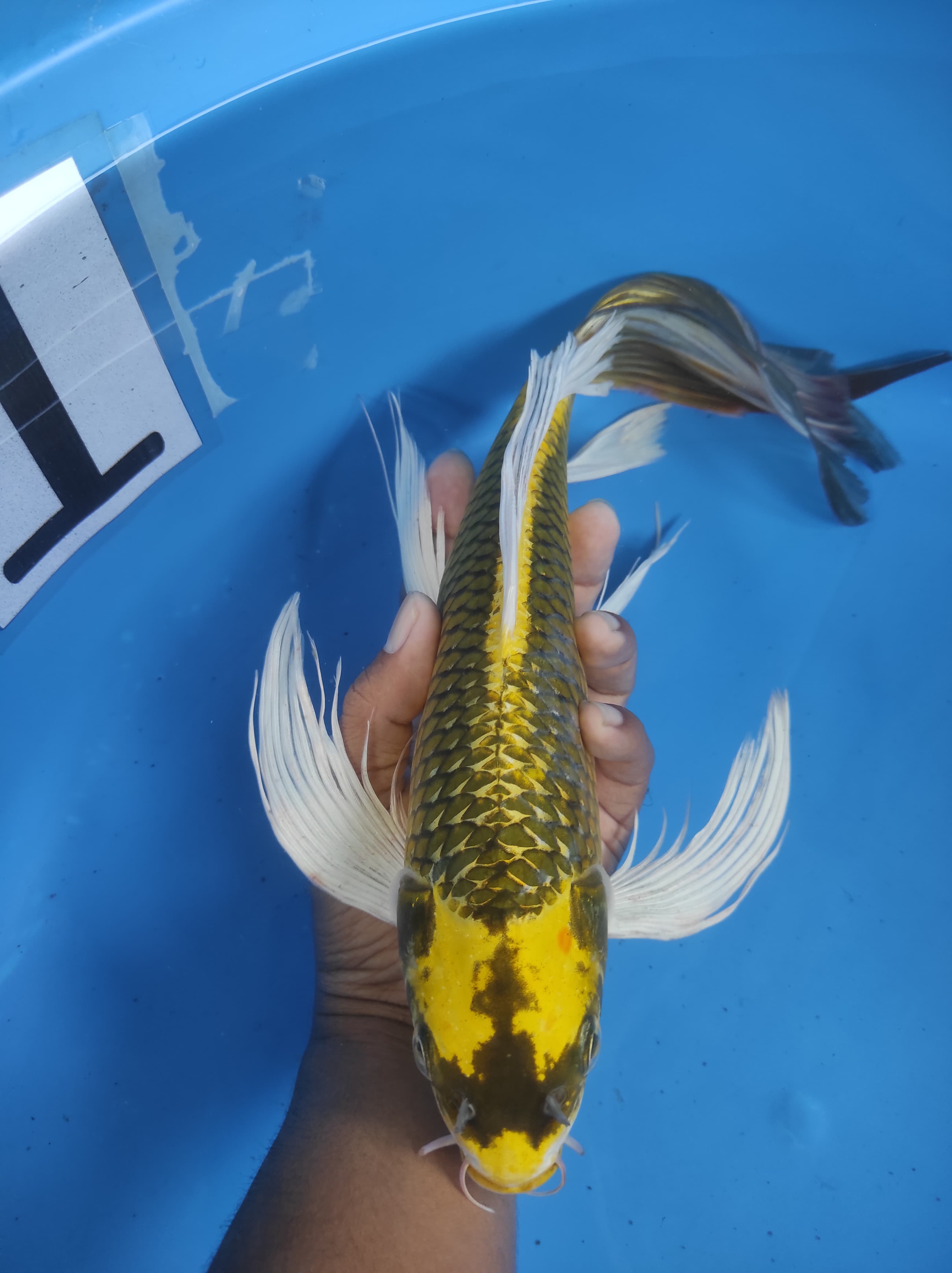 Lelang Koi Online, Jual Beli Ikan Koi, Pusat Jual Beli Koi, Info Lelang Koi Hari Ini, Platform Jual Beli Koi, Jual Beli Ikan Koi Online, Marketplace Ikan Koi, Jual Koi Terbaik, Tempat Beli Koi Berkualitas, Pasar Ikan Koi Online Terpercaya, Penjual Ikan Koi Terpercaya, Beli Koi Hias Online, Ikan Koi untuk Dijual, Koi Kualitas Terbaik, Toko Online Ikan Koi, Koi Hias Untuk Dijual, Jual Beli Ikan Koi Lokal, Koi Indonesia Online, Pusat Jual Beli Koi Terbesar