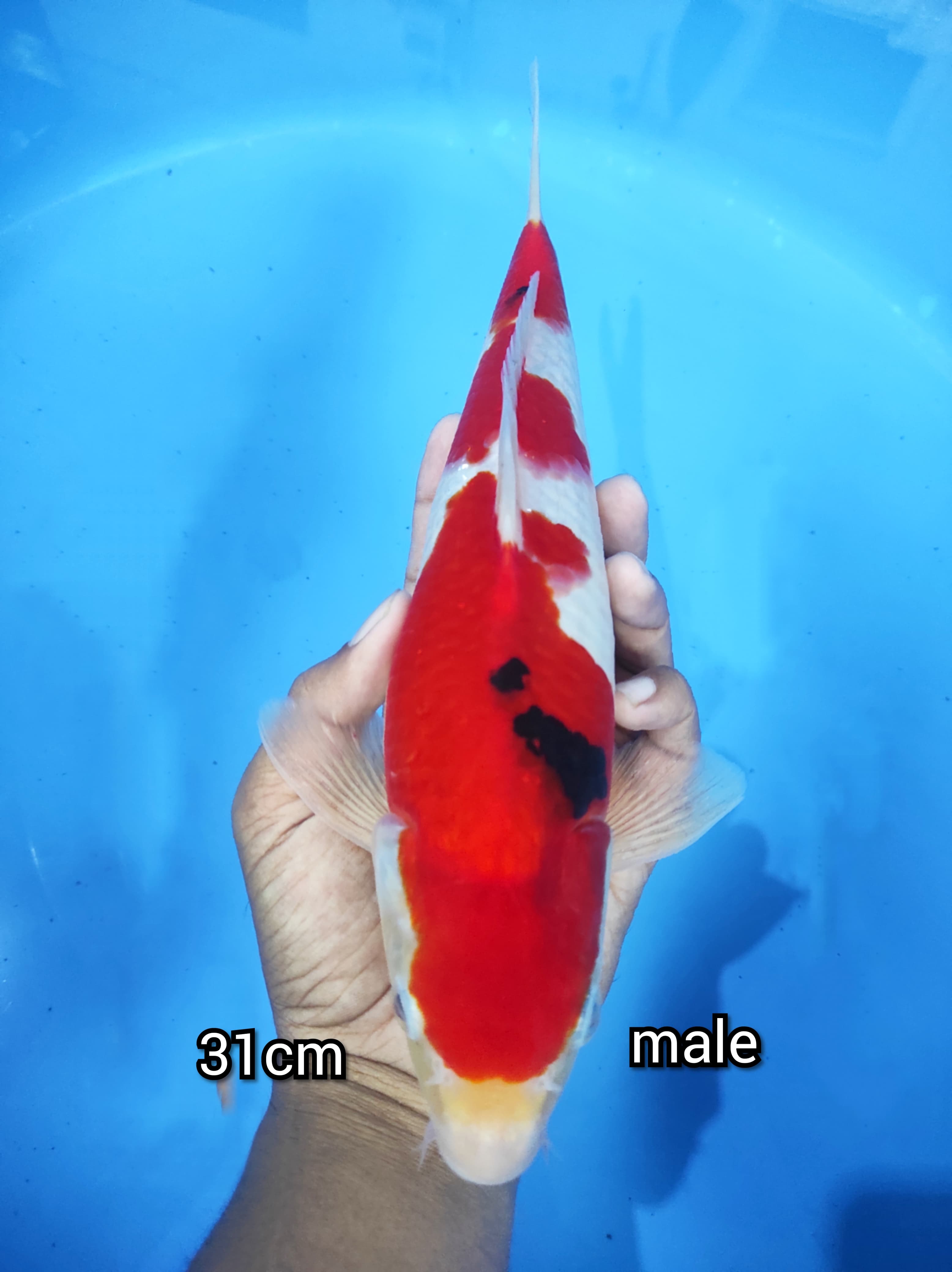 Lelang Koi Online, Jual Beli Ikan Koi, Pusat Jual Beli Koi, Info Lelang Koi Hari Ini, Platform Jual Beli Koi, Jual Beli Ikan Koi Online, Marketplace Ikan Koi, Jual Koi Terbaik, Tempat Beli Koi Berkualitas, Pasar Ikan Koi Online Terpercaya, Penjual Ikan Koi Terpercaya, Beli Koi Hias Online, Ikan Koi untuk Dijual, Koi Kualitas Terbaik, Toko Online Ikan Koi, Koi Hias Untuk Dijual, Jual Beli Ikan Koi Lokal, Koi Indonesia Online, Pusat Jual Beli Koi Terbesar