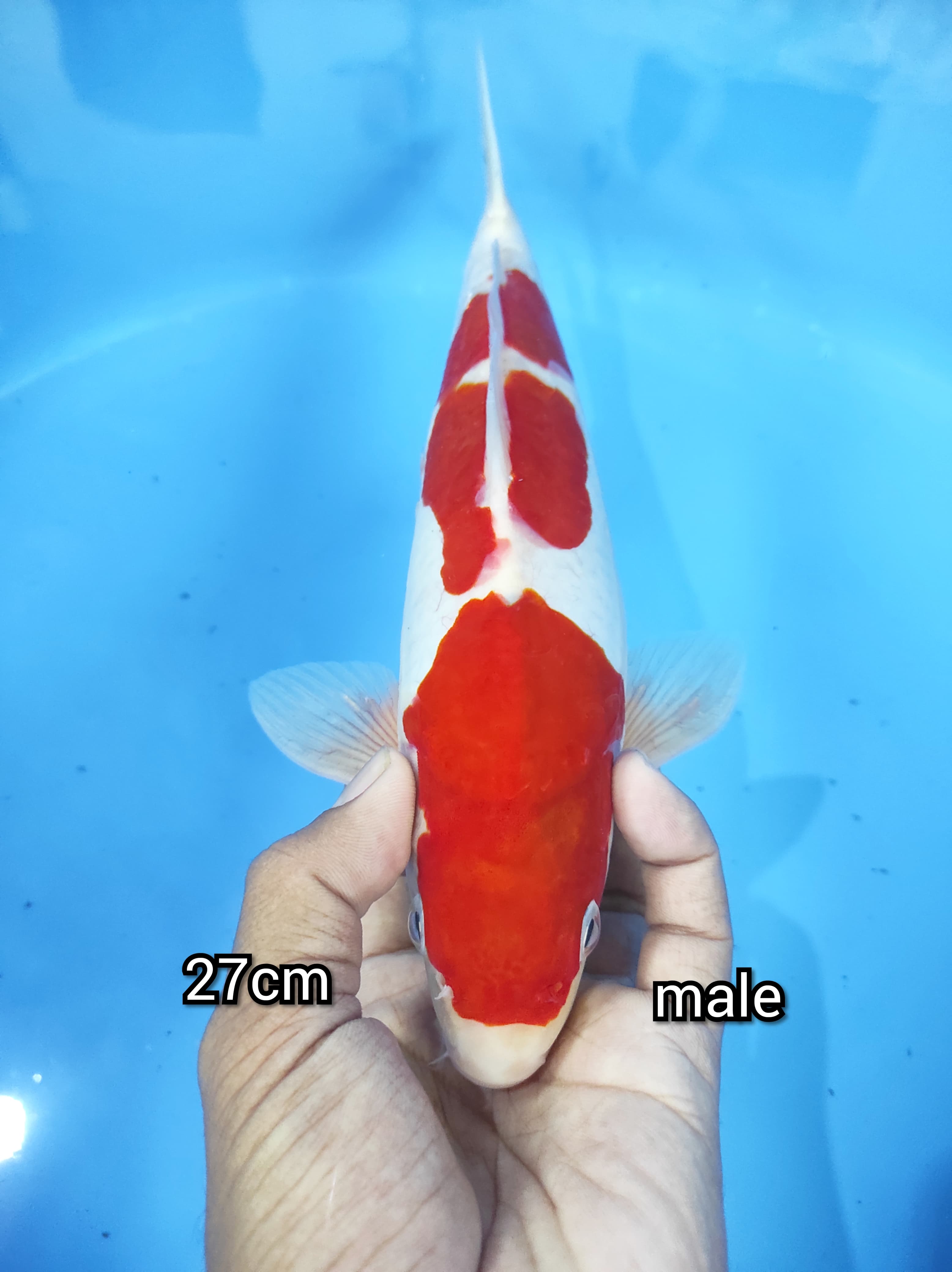 Lelang Koi Online, Jual Beli Ikan Koi, Pusat Jual Beli Koi, Info Lelang Koi Hari Ini, Platform Jual Beli Koi, Jual Beli Ikan Koi Online, Marketplace Ikan Koi, Jual Koi Terbaik, Tempat Beli Koi Berkualitas, Pasar Ikan Koi Online Terpercaya, Penjual Ikan Koi Terpercaya, Beli Koi Hias Online, Ikan Koi untuk Dijual, Koi Kualitas Terbaik, Toko Online Ikan Koi, Koi Hias Untuk Dijual, Jual Beli Ikan Koi Lokal, Koi Indonesia Online, Pusat Jual Beli Koi Terbesar