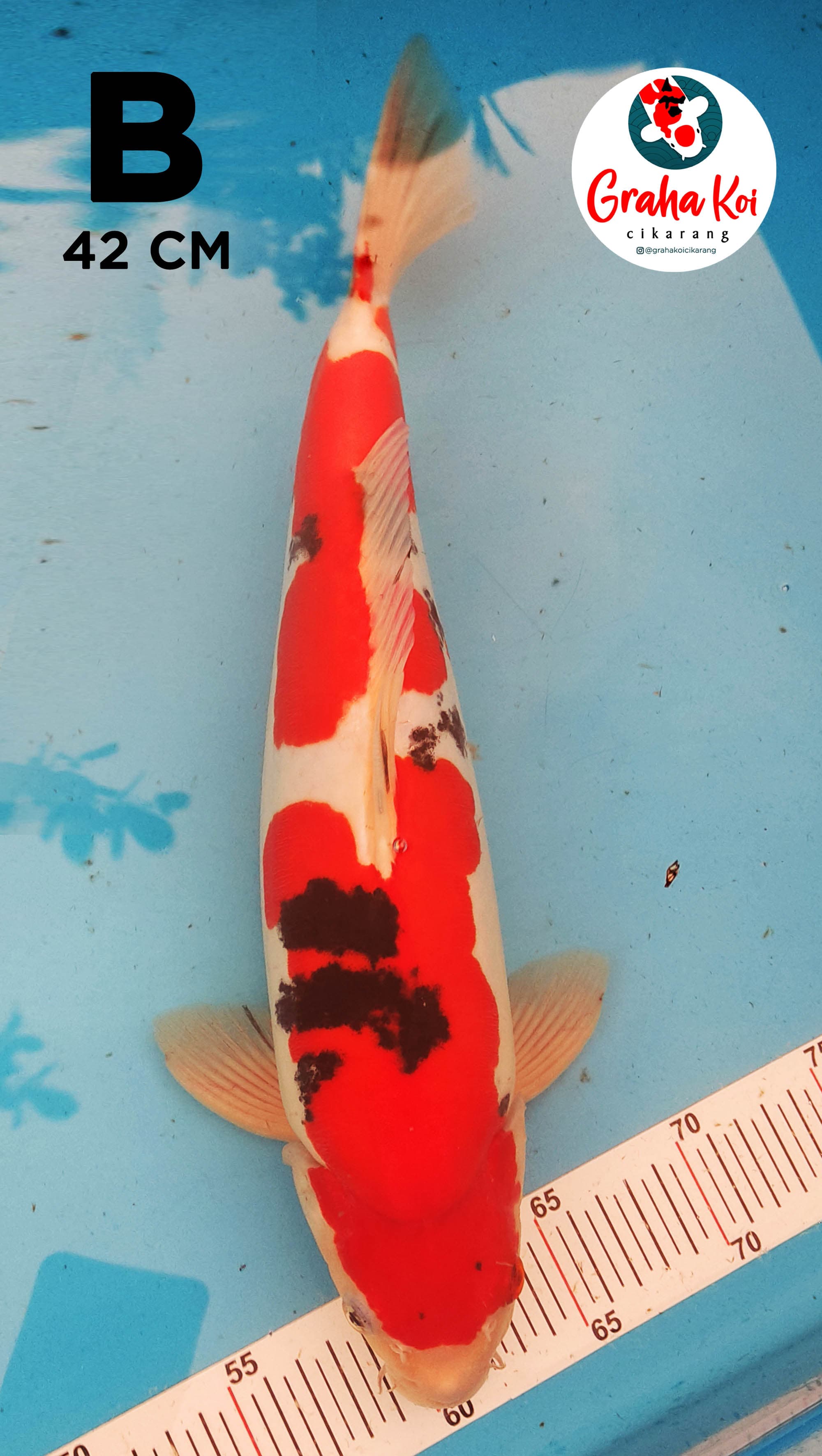 Lelang Koi Online, Jual Beli Ikan Koi, Pusat Jual Beli Koi, Info Lelang Koi Hari Ini, Platform Jual Beli Koi, Jual Beli Ikan Koi Online, Marketplace Ikan Koi, Jual Koi Terbaik, Tempat Beli Koi Berkualitas, Pasar Ikan Koi Online Terpercaya, Penjual Ikan Koi Terpercaya, Beli Koi Hias Online, Ikan Koi untuk Dijual, Koi Kualitas Terbaik, Toko Online Ikan Koi, Koi Hias Untuk Dijual, Jual Beli Ikan Koi Lokal, Koi Indonesia Online, Pusat Jual Beli Koi Terbesar