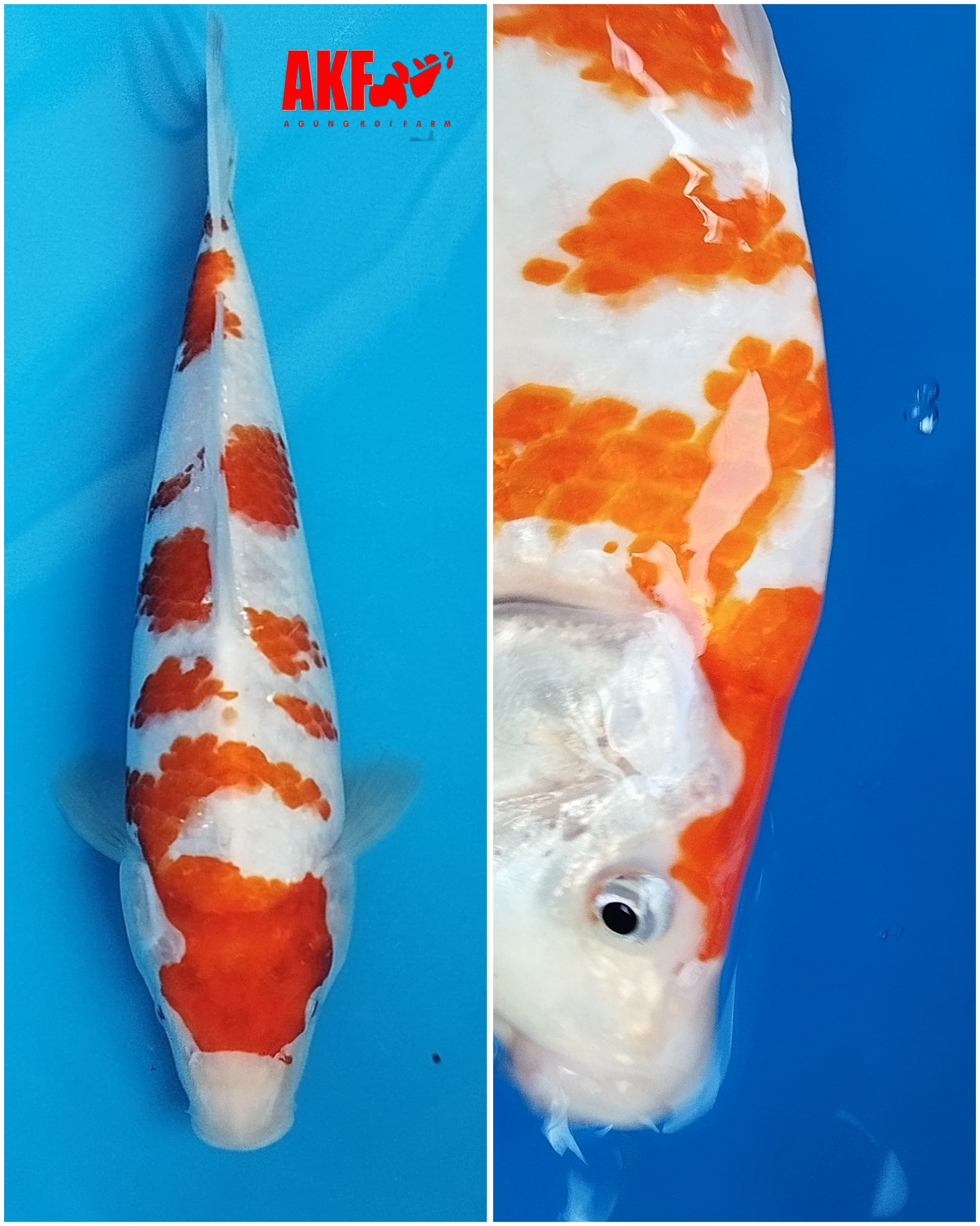 Lelang Koi Online, Jual Beli Ikan Koi, Pusat Jual Beli Koi, Info Lelang Koi Hari Ini, Platform Jual Beli Koi, Jual Beli Ikan Koi Online, Marketplace Ikan Koi, Jual Koi Terbaik, Tempat Beli Koi Berkualitas, Pasar Ikan Koi Online Terpercaya, Penjual Ikan Koi Terpercaya, Beli Koi Hias Online, Ikan Koi untuk Dijual, Koi Kualitas Terbaik, Toko Online Ikan Koi, Koi Hias Untuk Dijual, Jual Beli Ikan Koi Lokal, Koi Indonesia Online, Pusat Jual Beli Koi Terbesar