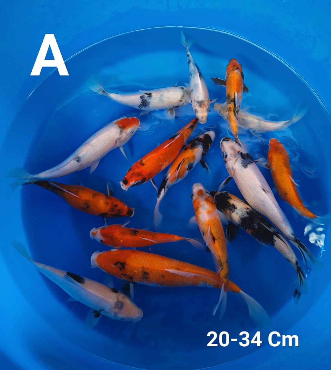 Lelang Koi Online, Jual Beli Ikan Koi, Pusat Jual Beli Koi, Info Lelang Koi Hari Ini, Platform Jual Beli Koi, Jual Beli Ikan Koi Online, Marketplace Ikan Koi, Jual Koi Terbaik, Tempat Beli Koi Berkualitas, Pasar Ikan Koi Online Terpercaya, Penjual Ikan Koi Terpercaya, Beli Koi Hias Online, Ikan Koi untuk Dijual, Koi Kualitas Terbaik, Toko Online Ikan Koi, Koi Hias Untuk Dijual, Jual Beli Ikan Koi Lokal, Koi Indonesia Online, Pusat Jual Beli Koi Terbesar