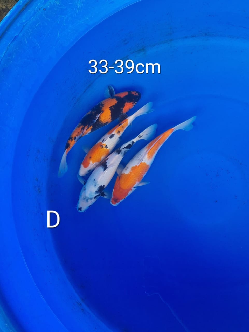 Lelang Koi Online, Jual Beli Ikan Koi, Pusat Jual Beli Koi, Info Lelang Koi Hari Ini, Platform Jual Beli Koi, Jual Beli Ikan Koi Online, Marketplace Ikan Koi, Jual Koi Terbaik, Tempat Beli Koi Berkualitas, Pasar Ikan Koi Online Terpercaya, Penjual Ikan Koi Terpercaya, Beli Koi Hias Online, Ikan Koi untuk Dijual, Koi Kualitas Terbaik, Toko Online Ikan Koi, Koi Hias Untuk Dijual, Jual Beli Ikan Koi Lokal, Koi Indonesia Online, Pusat Jual Beli Koi Terbesar