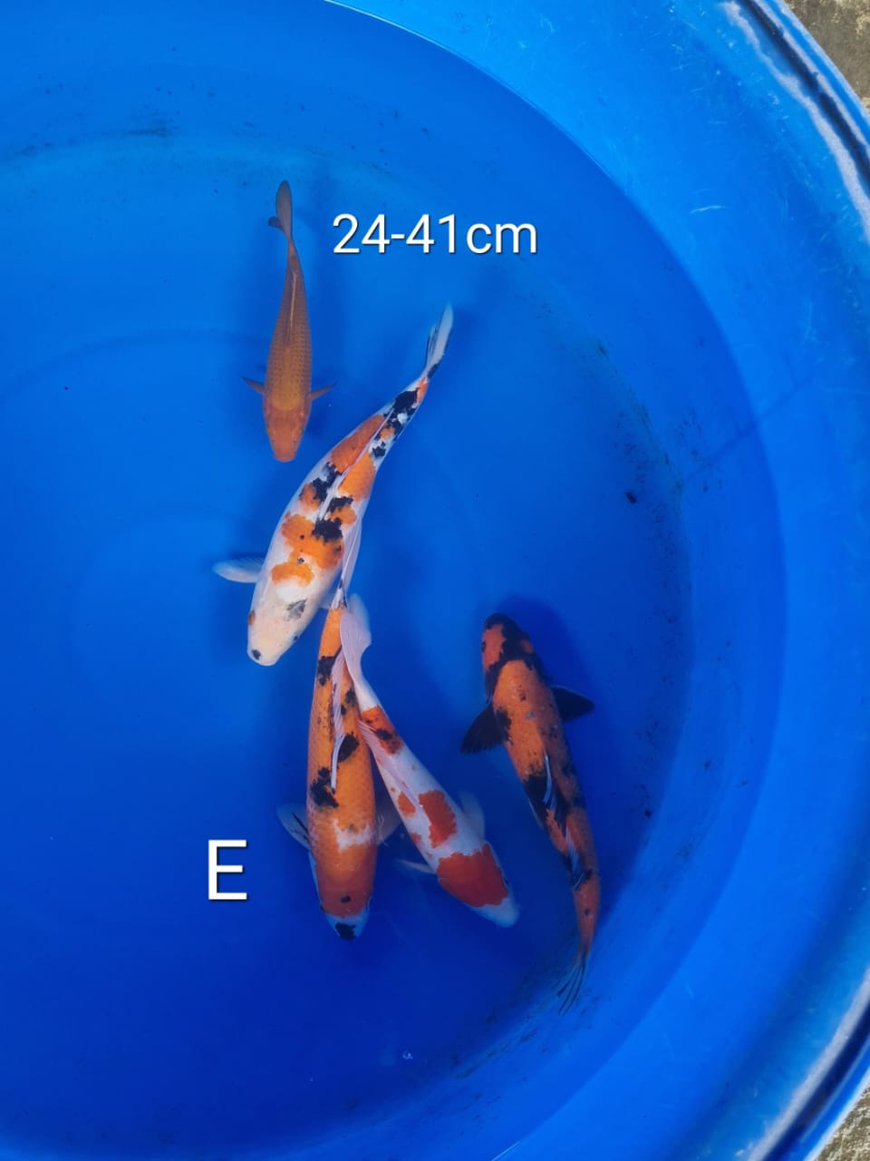 Lelang Koi Online, Jual Beli Ikan Koi, Pusat Jual Beli Koi, Info Lelang Koi Hari Ini, Platform Jual Beli Koi, Jual Beli Ikan Koi Online, Marketplace Ikan Koi, Jual Koi Terbaik, Tempat Beli Koi Berkualitas, Pasar Ikan Koi Online Terpercaya, Penjual Ikan Koi Terpercaya, Beli Koi Hias Online, Ikan Koi untuk Dijual, Koi Kualitas Terbaik, Toko Online Ikan Koi, Koi Hias Untuk Dijual, Jual Beli Ikan Koi Lokal, Koi Indonesia Online, Pusat Jual Beli Koi Terbesar