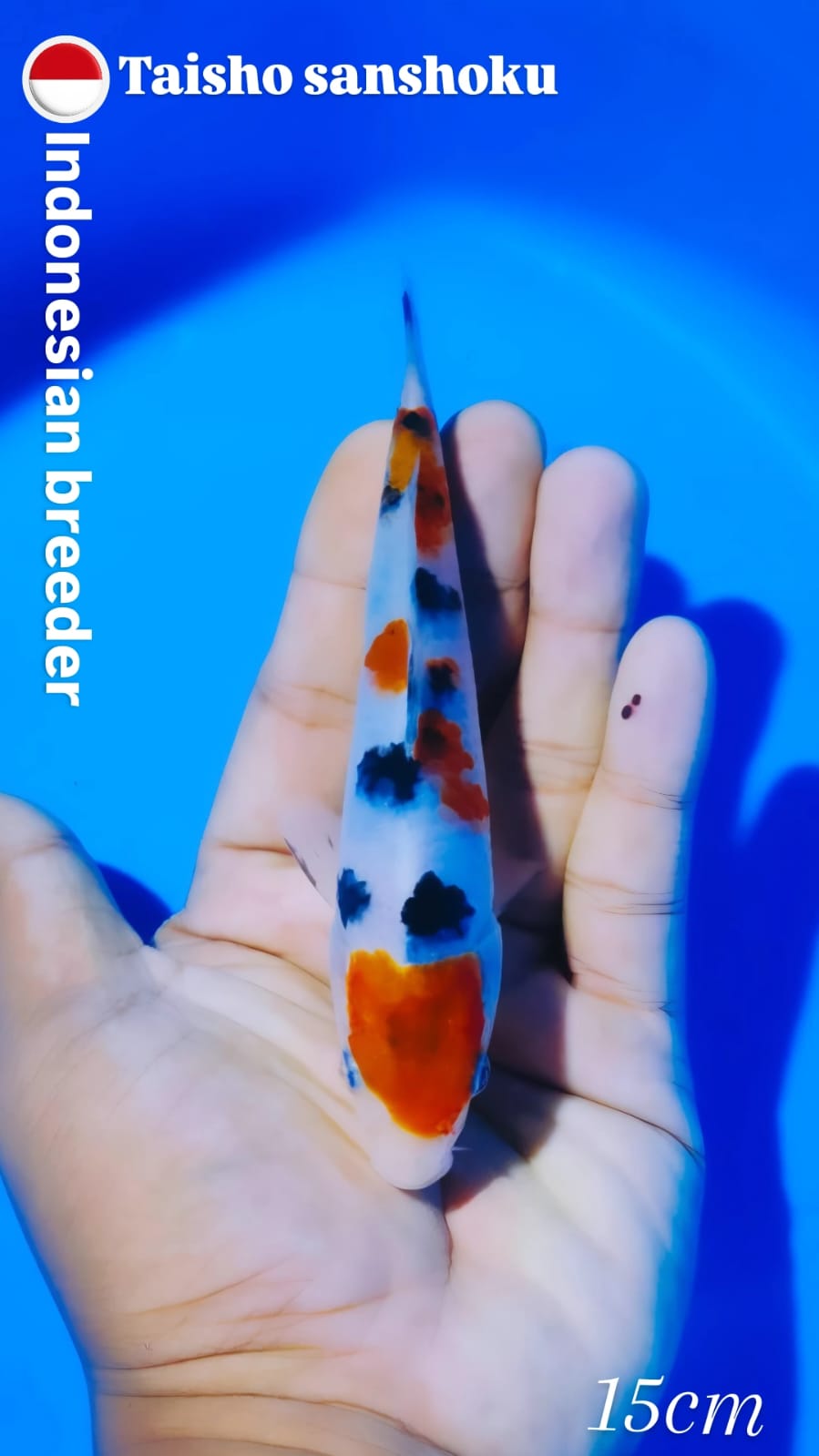 Lelang Koi Online, Jual Beli Ikan Koi, Pusat Jual Beli Koi, Info Lelang Koi Hari Ini, Platform Jual Beli Koi, Jual Beli Ikan Koi Online, Marketplace Ikan Koi, Jual Koi Terbaik, Tempat Beli Koi Berkualitas, Pasar Ikan Koi Online Terpercaya, Penjual Ikan Koi Terpercaya, Beli Koi Hias Online, Ikan Koi untuk Dijual, Koi Kualitas Terbaik, Toko Online Ikan Koi, Koi Hias Untuk Dijual, Jual Beli Ikan Koi Lokal, Koi Indonesia Online, Pusat Jual Beli Koi Terbesar