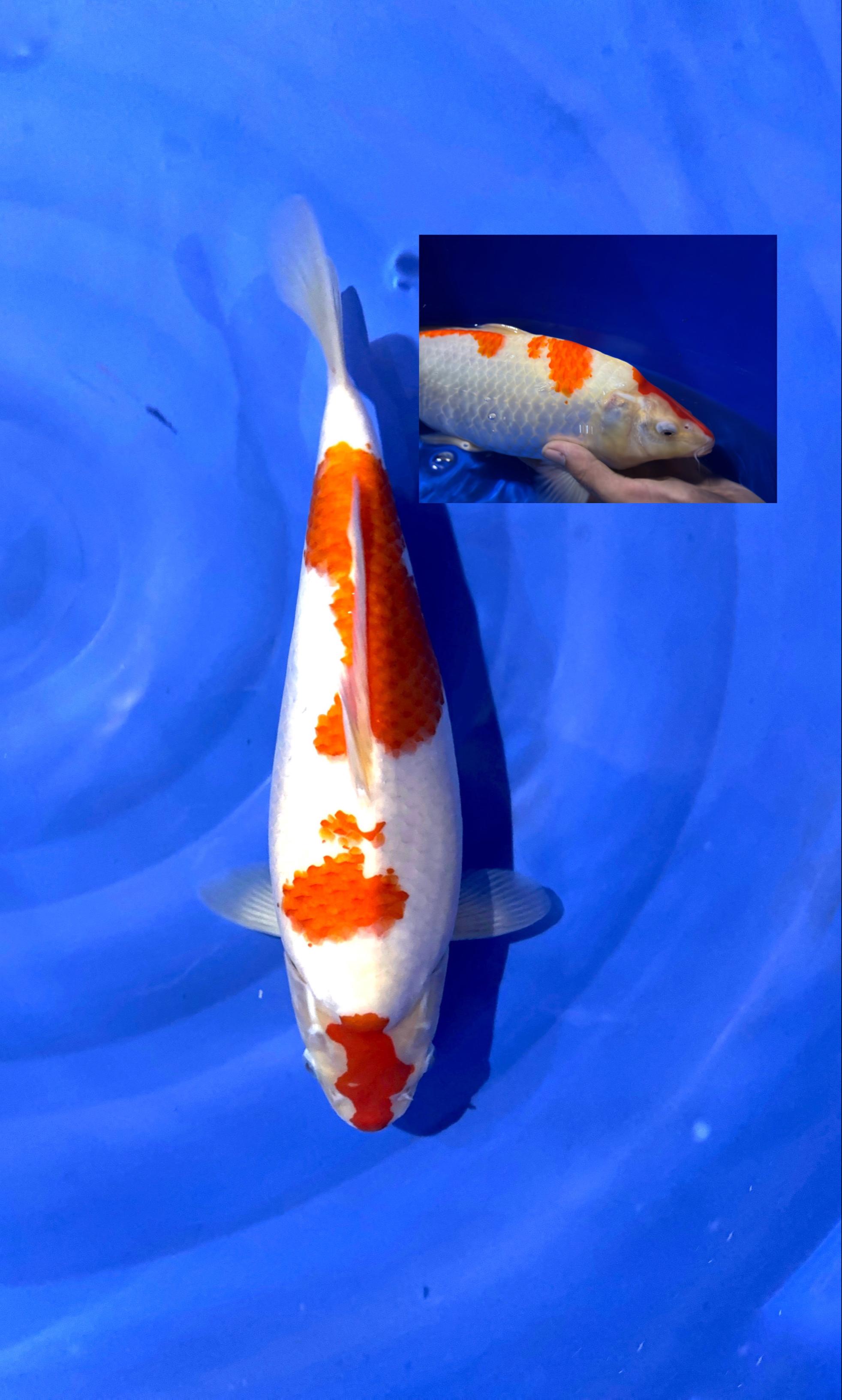 Lelang Koi Online, Jual Beli Ikan Koi, Pusat Jual Beli Koi, Info Lelang Koi Hari Ini, Platform Jual Beli Koi, Jual Beli Ikan Koi Online, Marketplace Ikan Koi, Jual Koi Terbaik, Tempat Beli Koi Berkualitas, Pasar Ikan Koi Online Terpercaya, Penjual Ikan Koi Terpercaya, Beli Koi Hias Online, Ikan Koi untuk Dijual, Koi Kualitas Terbaik, Toko Online Ikan Koi, Koi Hias Untuk Dijual, Jual Beli Ikan Koi Lokal, Koi Indonesia Online, Pusat Jual Beli Koi Terbesar