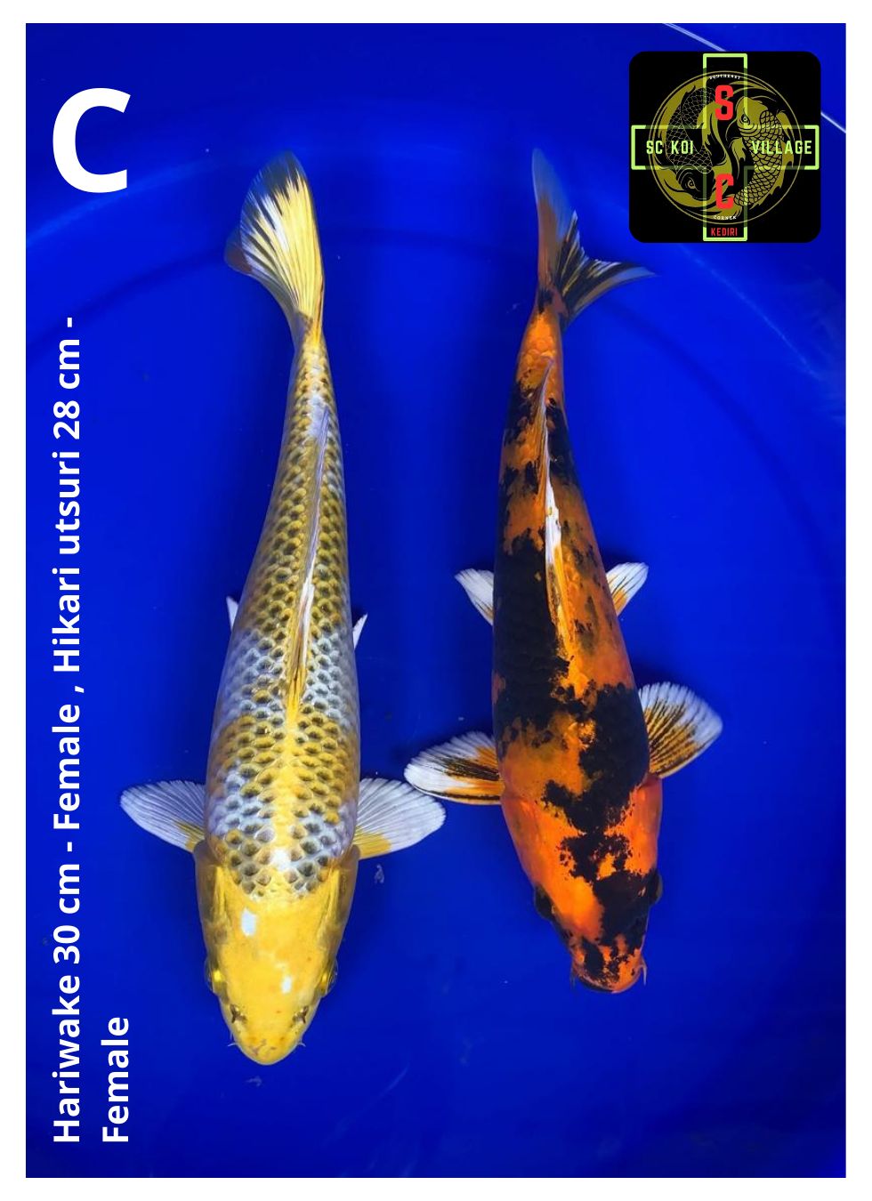 Lelang Koi Online, Jual Beli Ikan Koi, Pusat Jual Beli Koi, Info Lelang Koi Hari Ini, Platform Jual Beli Koi, Jual Beli Ikan Koi Online, Marketplace Ikan Koi, Jual Koi Terbaik, Tempat Beli Koi Berkualitas, Pasar Ikan Koi Online Terpercaya, Penjual Ikan Koi Terpercaya, Beli Koi Hias Online, Ikan Koi untuk Dijual, Koi Kualitas Terbaik, Toko Online Ikan Koi, Koi Hias Untuk Dijual, Jual Beli Ikan Koi Lokal, Koi Indonesia Online, Pusat Jual Beli Koi Terbesar