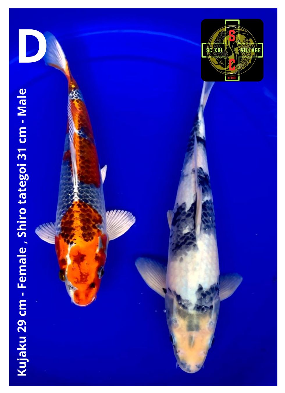 Lelang Koi Online, Jual Beli Ikan Koi, Pusat Jual Beli Koi, Info Lelang Koi Hari Ini, Platform Jual Beli Koi, Jual Beli Ikan Koi Online, Marketplace Ikan Koi, Jual Koi Terbaik, Tempat Beli Koi Berkualitas, Pasar Ikan Koi Online Terpercaya, Penjual Ikan Koi Terpercaya, Beli Koi Hias Online, Ikan Koi untuk Dijual, Koi Kualitas Terbaik, Toko Online Ikan Koi, Koi Hias Untuk Dijual, Jual Beli Ikan Koi Lokal, Koi Indonesia Online, Pusat Jual Beli Koi Terbesar