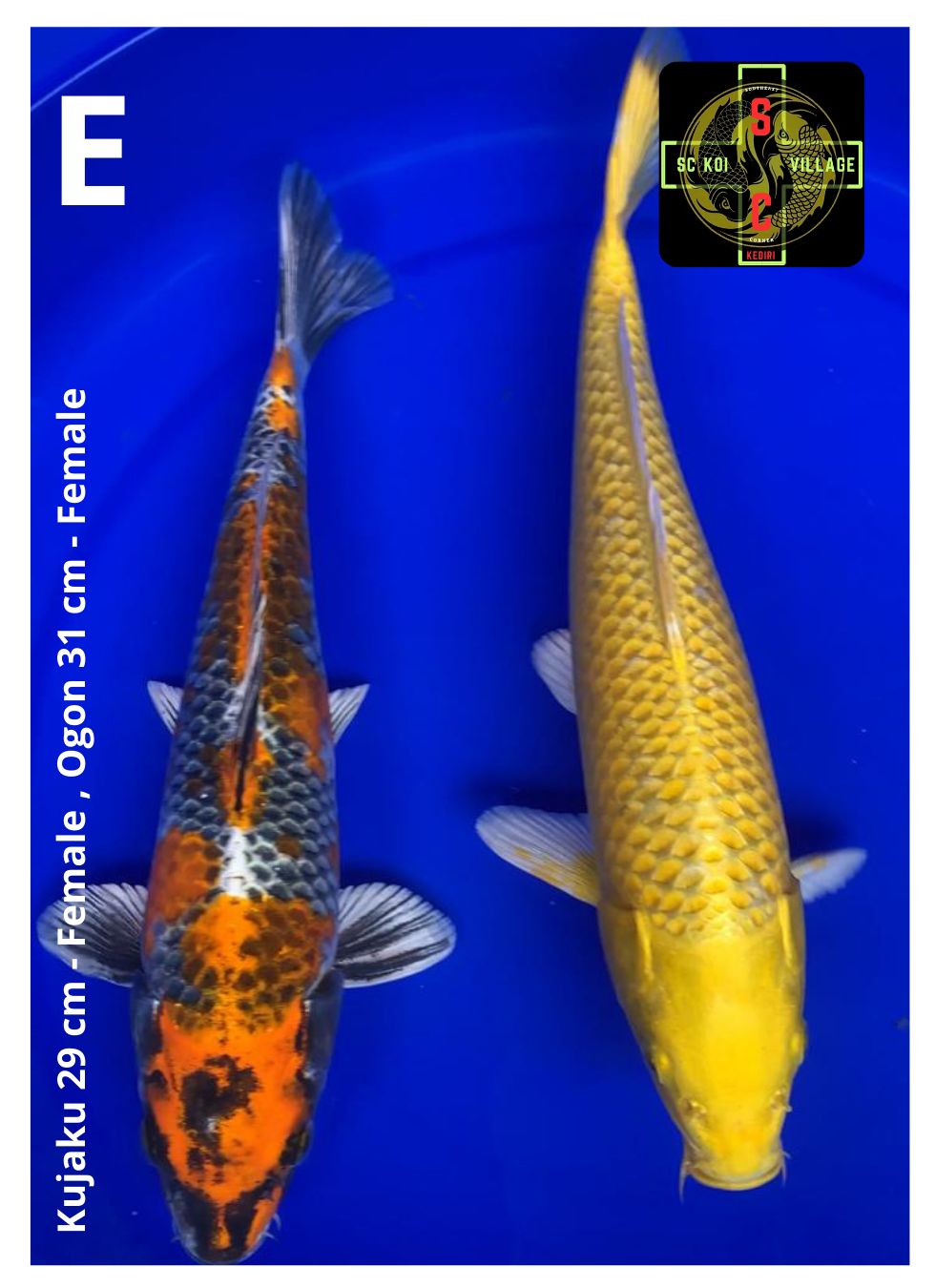 Lelang Koi Online, Jual Beli Ikan Koi, Pusat Jual Beli Koi, Info Lelang Koi Hari Ini, Platform Jual Beli Koi, Jual Beli Ikan Koi Online, Marketplace Ikan Koi, Jual Koi Terbaik, Tempat Beli Koi Berkualitas, Pasar Ikan Koi Online Terpercaya, Penjual Ikan Koi Terpercaya, Beli Koi Hias Online, Ikan Koi untuk Dijual, Koi Kualitas Terbaik, Toko Online Ikan Koi, Koi Hias Untuk Dijual, Jual Beli Ikan Koi Lokal, Koi Indonesia Online, Pusat Jual Beli Koi Terbesar