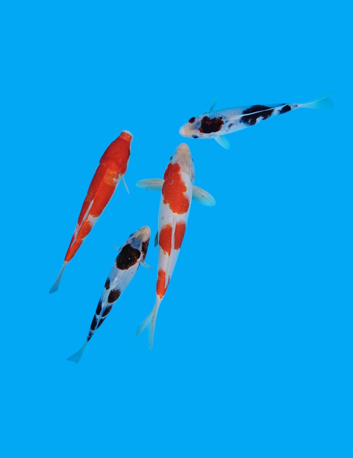 Lelang Koi Online, Jual Beli Ikan Koi, Pusat Jual Beli Koi, Info Lelang Koi Hari Ini, Platform Jual Beli Koi, Jual Beli Ikan Koi Online, Marketplace Ikan Koi, Jual Koi Terbaik, Tempat Beli Koi Berkualitas, Pasar Ikan Koi Online Terpercaya, Penjual Ikan Koi Terpercaya, Beli Koi Hias Online, Ikan Koi untuk Dijual, Koi Kualitas Terbaik, Toko Online Ikan Koi, Koi Hias Untuk Dijual, Jual Beli Ikan Koi Lokal, Koi Indonesia Online, Pusat Jual Beli Koi Terbesar