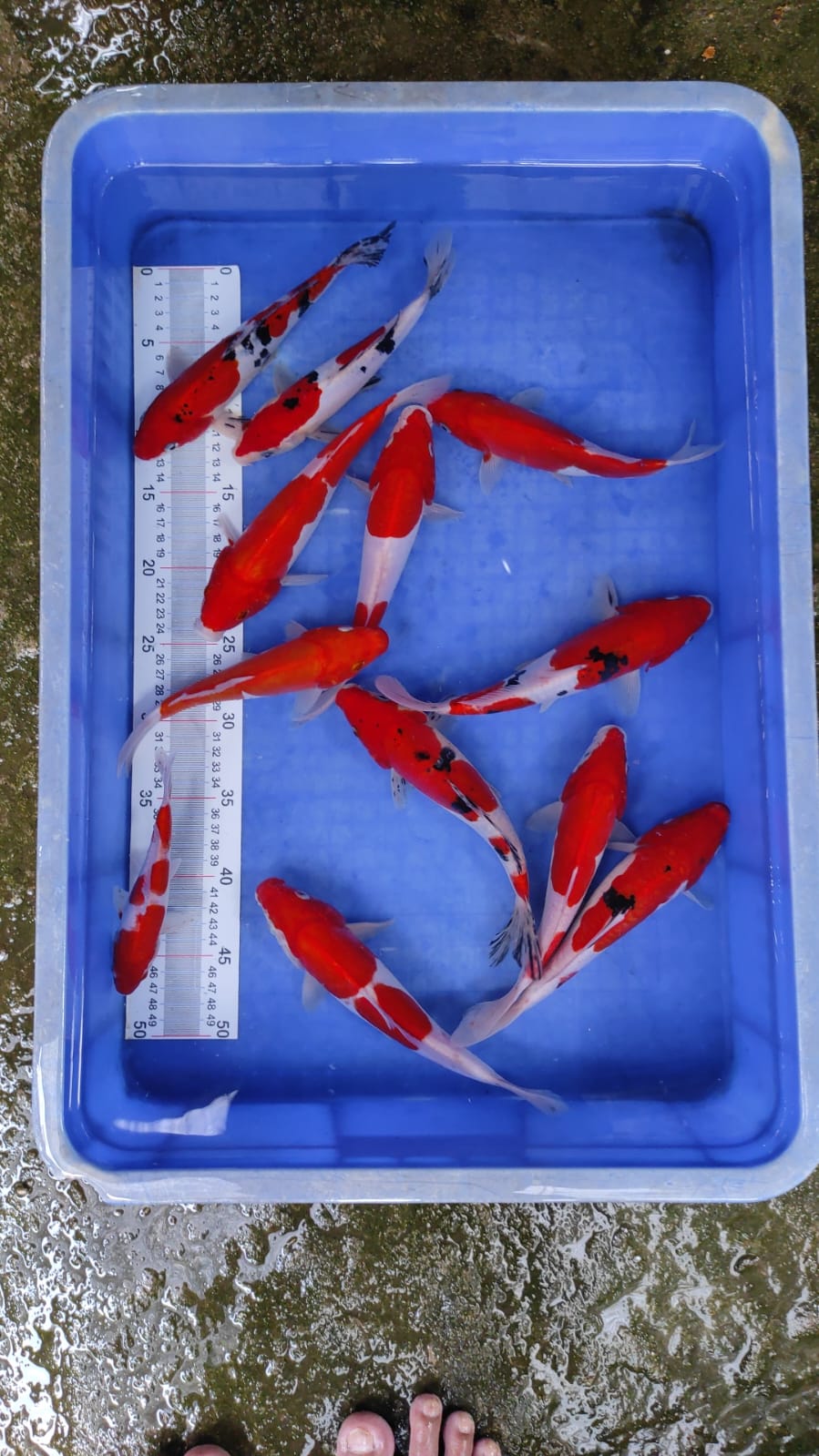 Lelang Koi Online, Jual Beli Ikan Koi, Pusat Jual Beli Koi, Info Lelang Koi Hari Ini, Platform Jual Beli Koi, Jual Beli Ikan Koi Online, Marketplace Ikan Koi, Jual Koi Terbaik, Tempat Beli Koi Berkualitas, Pasar Ikan Koi Online Terpercaya, Penjual Ikan Koi Terpercaya, Beli Koi Hias Online, Ikan Koi untuk Dijual, Koi Kualitas Terbaik, Toko Online Ikan Koi, Koi Hias Untuk Dijual, Jual Beli Ikan Koi Lokal, Koi Indonesia Online, Pusat Jual Beli Koi Terbesar