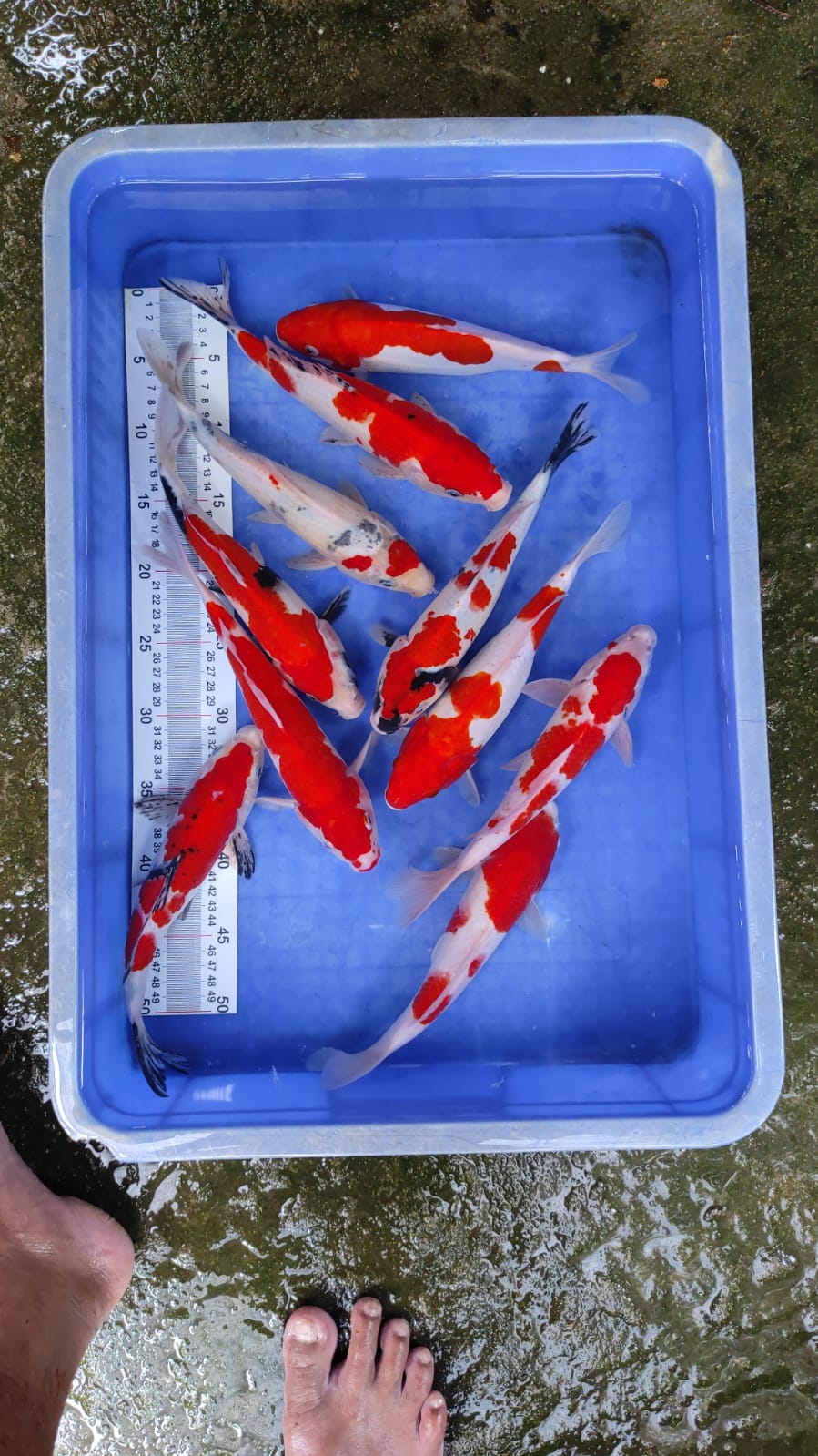 Lelang Koi Online, Jual Beli Ikan Koi, Pusat Jual Beli Koi, Info Lelang Koi Hari Ini, Platform Jual Beli Koi, Jual Beli Ikan Koi Online, Marketplace Ikan Koi, Jual Koi Terbaik, Tempat Beli Koi Berkualitas, Pasar Ikan Koi Online Terpercaya, Penjual Ikan Koi Terpercaya, Beli Koi Hias Online, Ikan Koi untuk Dijual, Koi Kualitas Terbaik, Toko Online Ikan Koi, Koi Hias Untuk Dijual, Jual Beli Ikan Koi Lokal, Koi Indonesia Online, Pusat Jual Beli Koi Terbesar