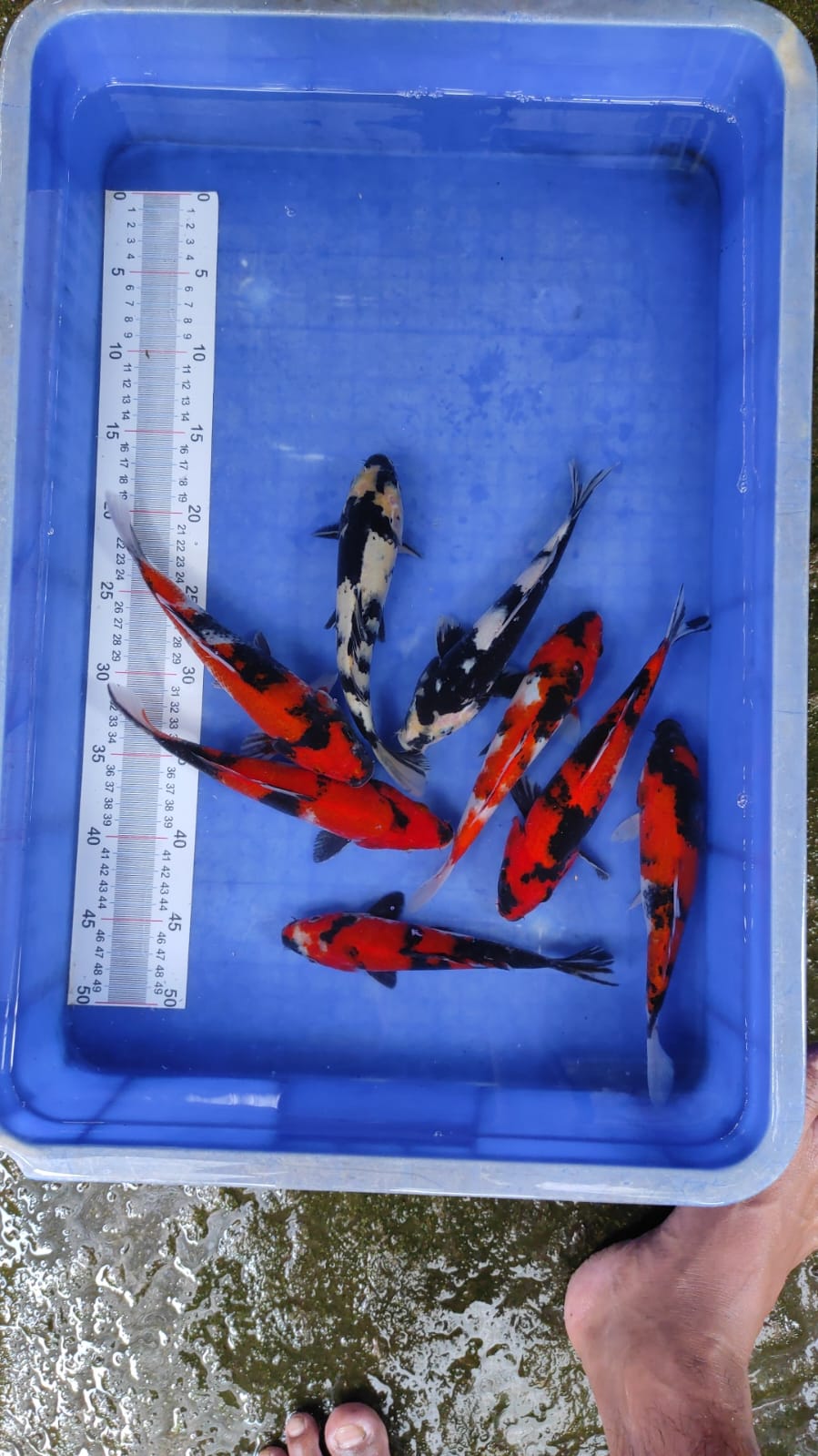 Lelang Koi Online, Jual Beli Ikan Koi, Pusat Jual Beli Koi, Info Lelang Koi Hari Ini, Platform Jual Beli Koi, Jual Beli Ikan Koi Online, Marketplace Ikan Koi, Jual Koi Terbaik, Tempat Beli Koi Berkualitas, Pasar Ikan Koi Online Terpercaya, Penjual Ikan Koi Terpercaya, Beli Koi Hias Online, Ikan Koi untuk Dijual, Koi Kualitas Terbaik, Toko Online Ikan Koi, Koi Hias Untuk Dijual, Jual Beli Ikan Koi Lokal, Koi Indonesia Online, Pusat Jual Beli Koi Terbesar