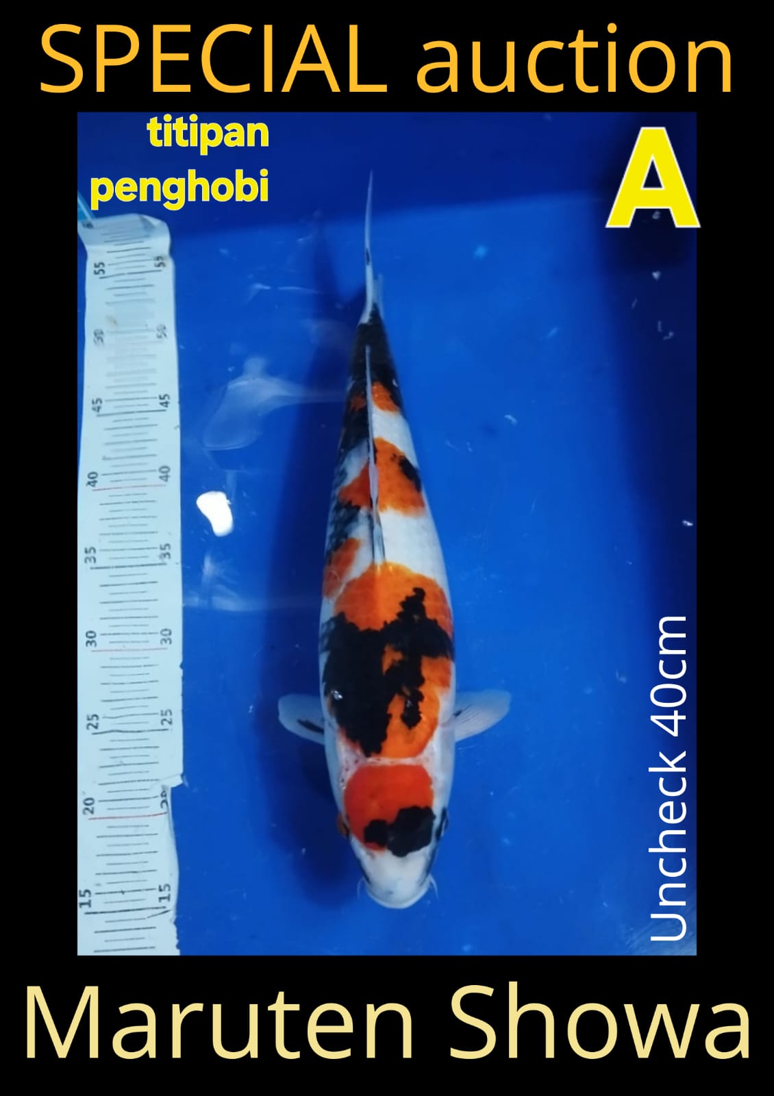 Lelang Koi Online, Jual Beli Ikan Koi, Pusat Jual Beli Koi, Info Lelang Koi Hari Ini, Platform Jual Beli Koi, Jual Beli Ikan Koi Online, Marketplace Ikan Koi, Jual Koi Terbaik, Tempat Beli Koi Berkualitas, Pasar Ikan Koi Online Terpercaya, Penjual Ikan Koi Terpercaya, Beli Koi Hias Online, Ikan Koi untuk Dijual, Koi Kualitas Terbaik, Toko Online Ikan Koi, Koi Hias Untuk Dijual, Jual Beli Ikan Koi Lokal, Koi Indonesia Online, Pusat Jual Beli Koi Terbesar