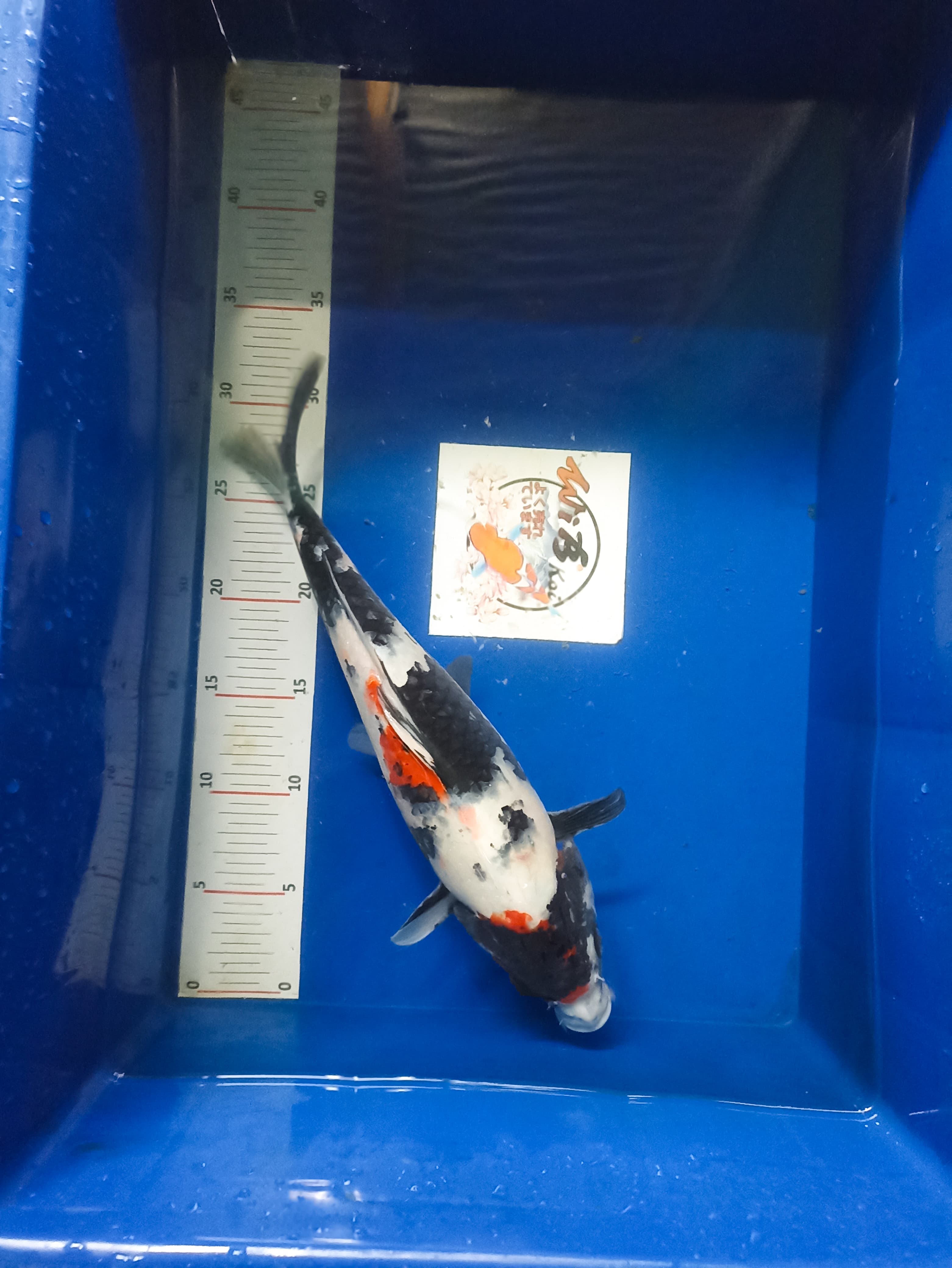 Lelang Koi Online, Jual Beli Ikan Koi, Pusat Jual Beli Koi, Info Lelang Koi Hari Ini, Platform Jual Beli Koi, Jual Beli Ikan Koi Online, Marketplace Ikan Koi, Jual Koi Terbaik, Tempat Beli Koi Berkualitas, Pasar Ikan Koi Online Terpercaya, Penjual Ikan Koi Terpercaya, Beli Koi Hias Online, Ikan Koi untuk Dijual, Koi Kualitas Terbaik, Toko Online Ikan Koi, Koi Hias Untuk Dijual, Jual Beli Ikan Koi Lokal, Koi Indonesia Online, Pusat Jual Beli Koi Terbesar