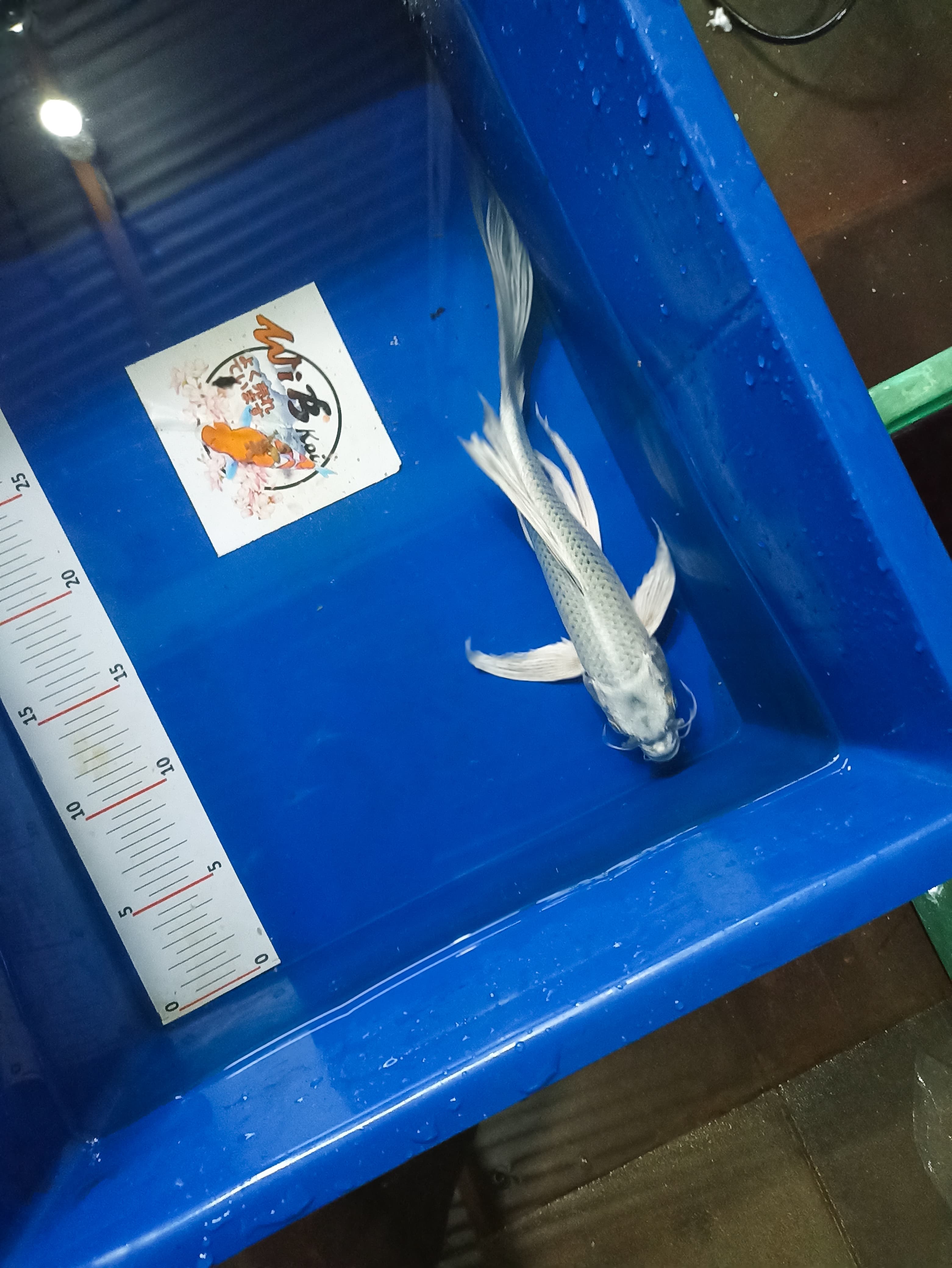 Lelang Koi Online, Jual Beli Ikan Koi, Pusat Jual Beli Koi, Info Lelang Koi Hari Ini, Platform Jual Beli Koi, Jual Beli Ikan Koi Online, Marketplace Ikan Koi, Jual Koi Terbaik, Tempat Beli Koi Berkualitas, Pasar Ikan Koi Online Terpercaya, Penjual Ikan Koi Terpercaya, Beli Koi Hias Online, Ikan Koi untuk Dijual, Koi Kualitas Terbaik, Toko Online Ikan Koi, Koi Hias Untuk Dijual, Jual Beli Ikan Koi Lokal, Koi Indonesia Online, Pusat Jual Beli Koi Terbesar