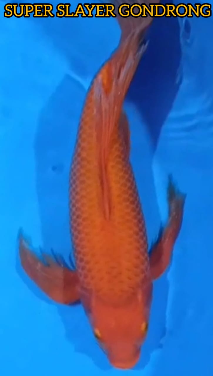 SUPER SLAYER RED KARASYI GONDRONG JUMBO PUNUK LOKASI NGANJUK 50cm