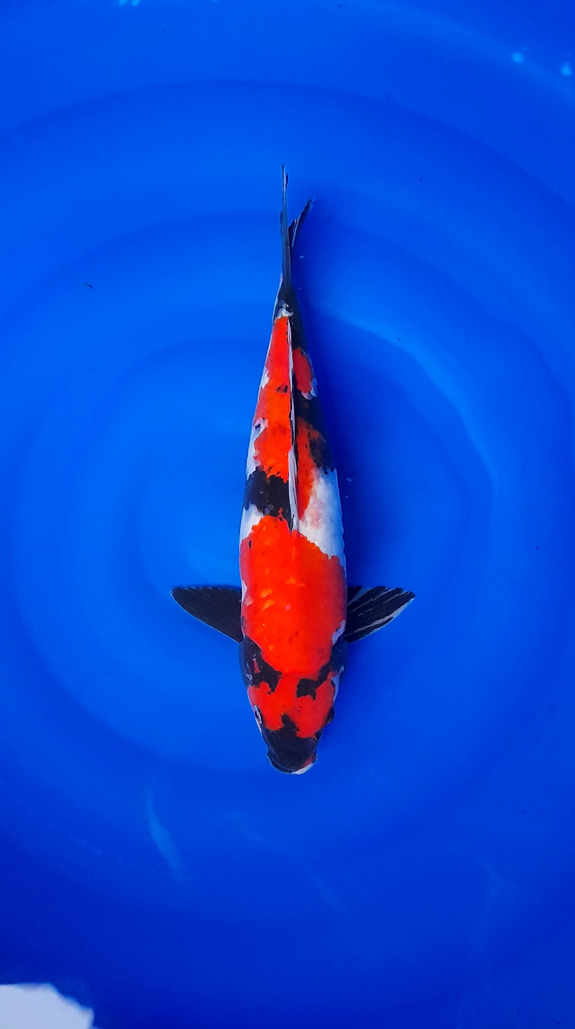 SHOWA STRONG 39cm