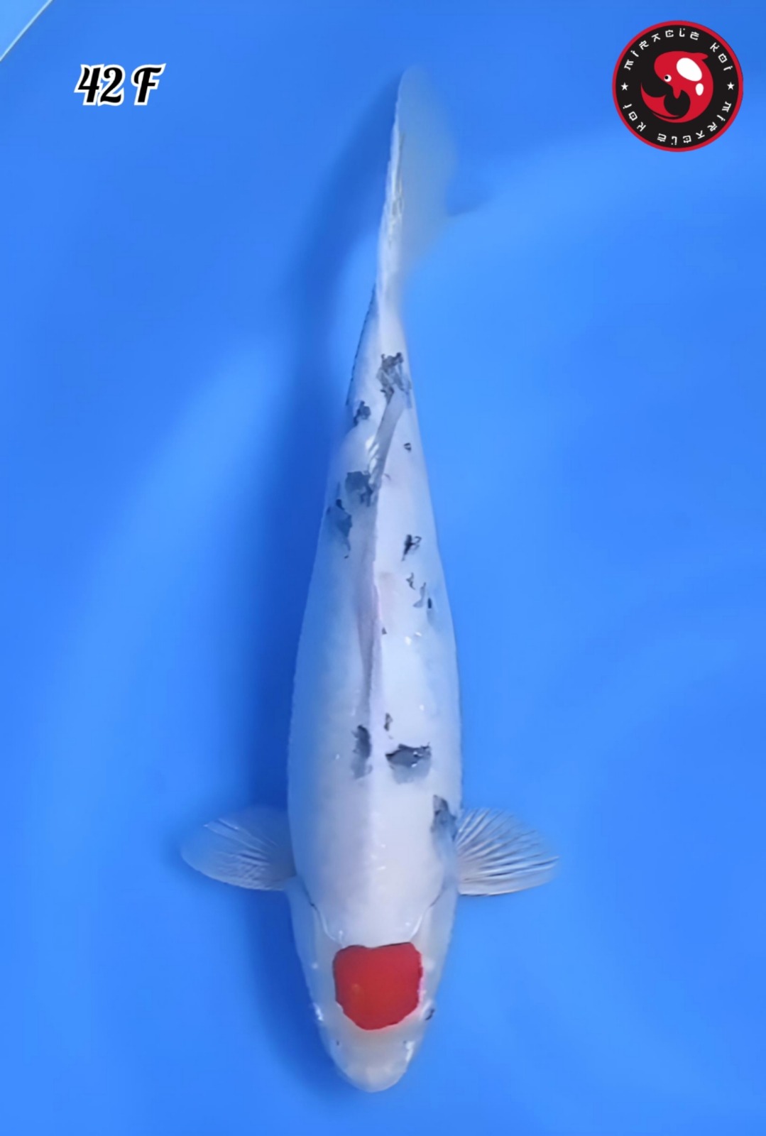 TANCHO SANKE HIKARI ORIGINAL JUMBO 42cm