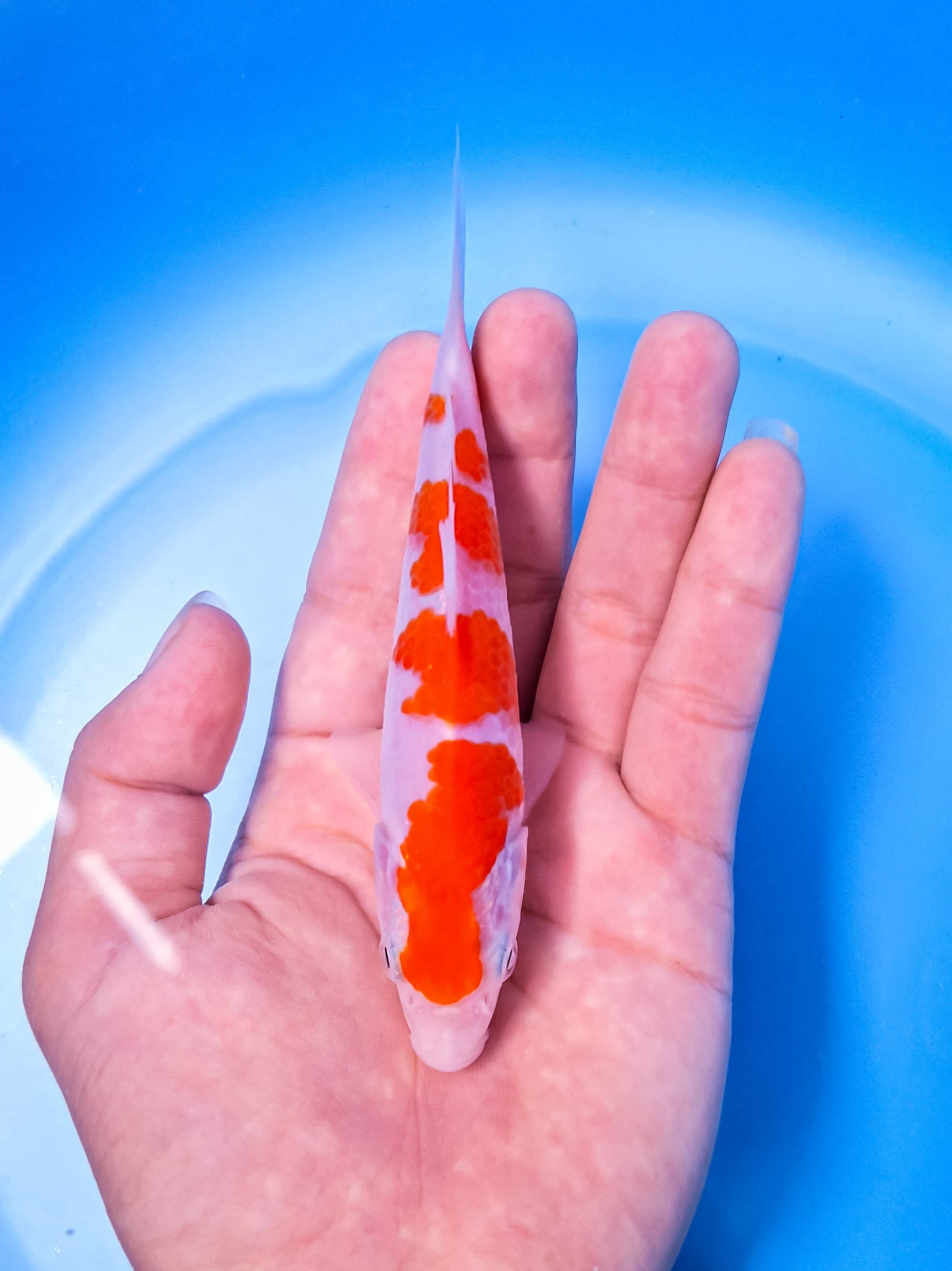 Lelang Koi Online, Jual Beli Ikan Koi, Pusat Jual Beli Koi, Info Lelang Koi Hari Ini, Platform Jual Beli Koi, Jual Beli Ikan Koi Online, Marketplace Ikan Koi, Jual Koi Terbaik, Tempat Beli Koi Berkualitas, Pasar Ikan Koi Online Terpercaya, Penjual Ikan Koi Terpercaya, Beli Koi Hias Online, Ikan Koi untuk Dijual, Koi Kualitas Terbaik, Toko Online Ikan Koi, Koi Hias Untuk Dijual, Jual Beli Ikan Koi Lokal, Koi Indonesia Online, Pusat Jual Beli Koi Terbesar