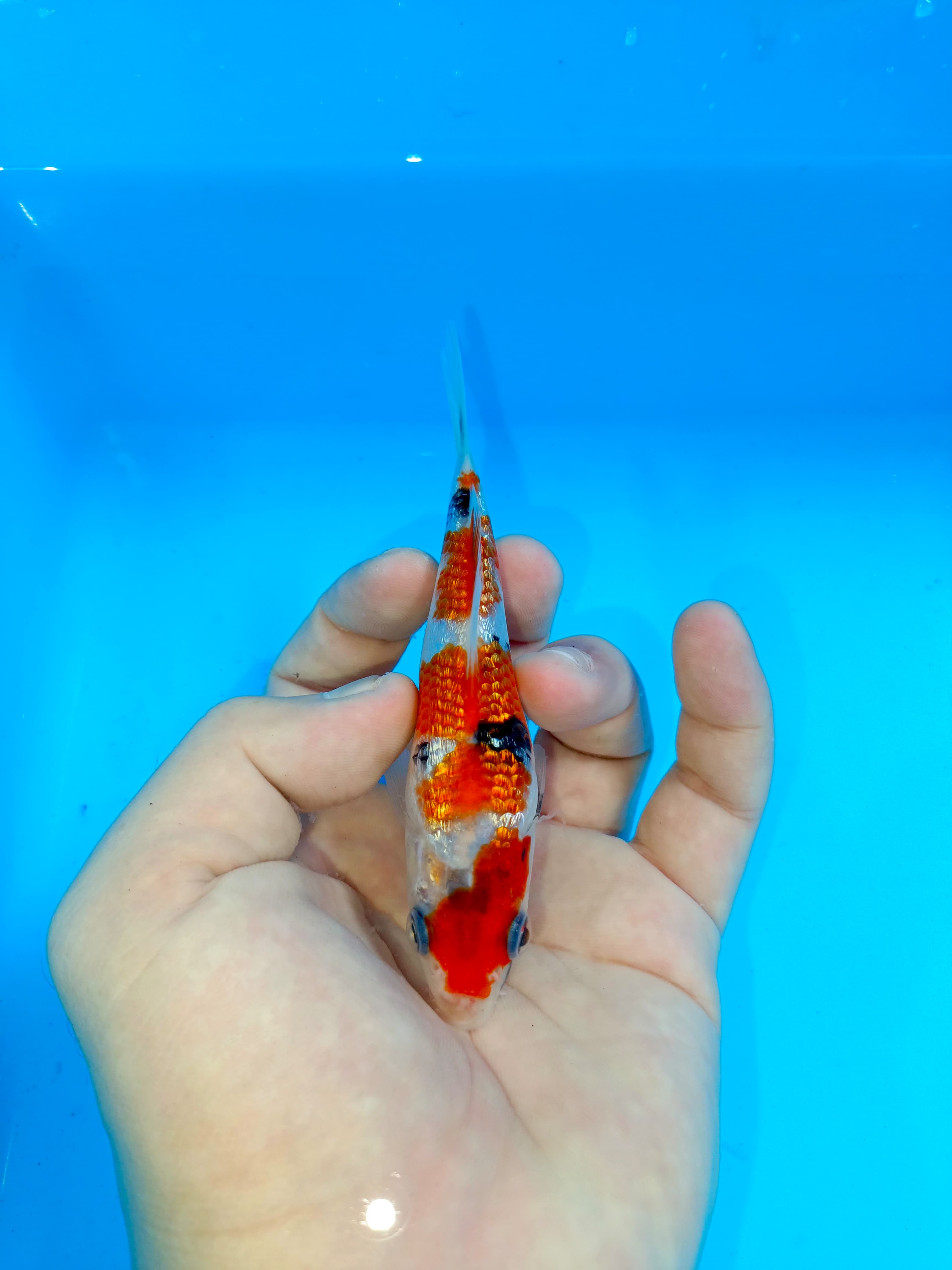 Lelang Koi Online, Jual Beli Ikan Koi, Pusat Jual Beli Koi, Info Lelang Koi Hari Ini, Platform Jual Beli Koi, Jual Beli Ikan Koi Online, Marketplace Ikan Koi, Jual Koi Terbaik, Tempat Beli Koi Berkualitas, Pasar Ikan Koi Online Terpercaya, Penjual Ikan Koi Terpercaya, Beli Koi Hias Online, Ikan Koi untuk Dijual, Koi Kualitas Terbaik, Toko Online Ikan Koi, Koi Hias Untuk Dijual, Jual Beli Ikan Koi Lokal, Koi Indonesia Online, Pusat Jual Beli Koi Terbesar