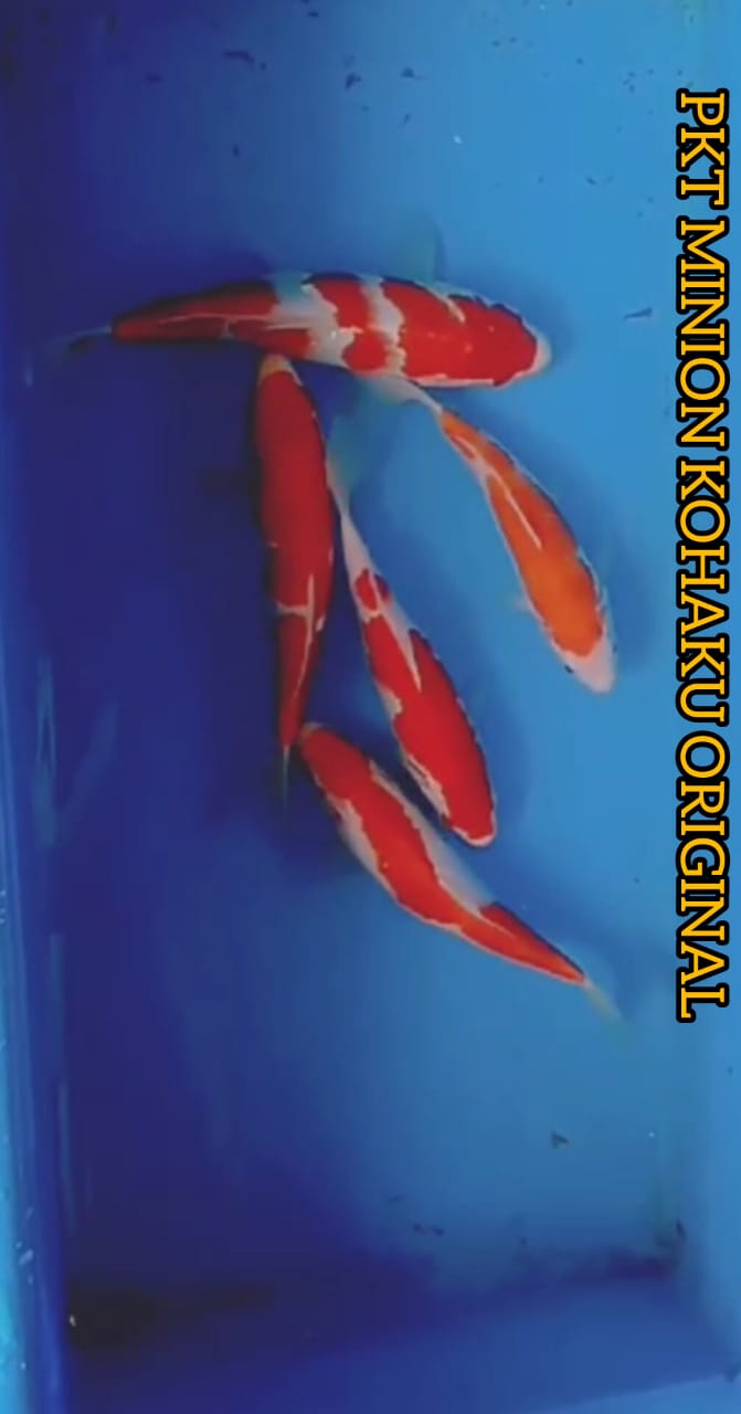 PKT 5 EKOR MINION KOHAKU SISIK ORIGINAL LOKASI BKC 2223cm