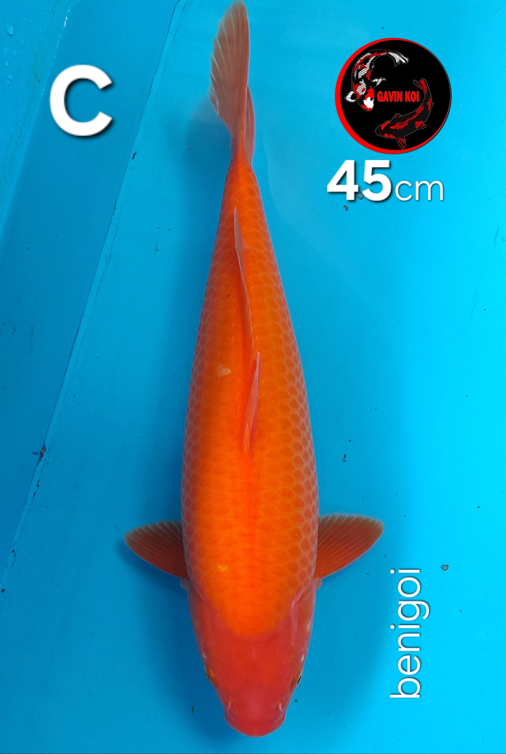 BENIGOIBULKY 45cm