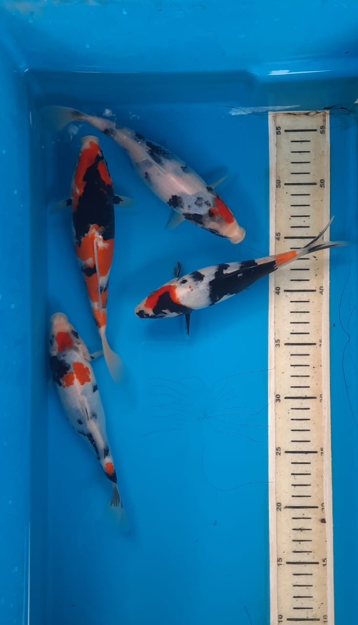 MIX KOI 1922cm