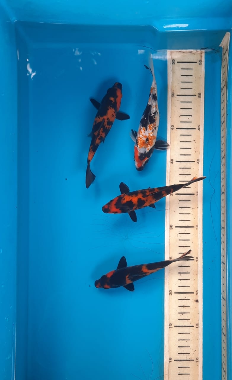 MIX KOI 1517cm
