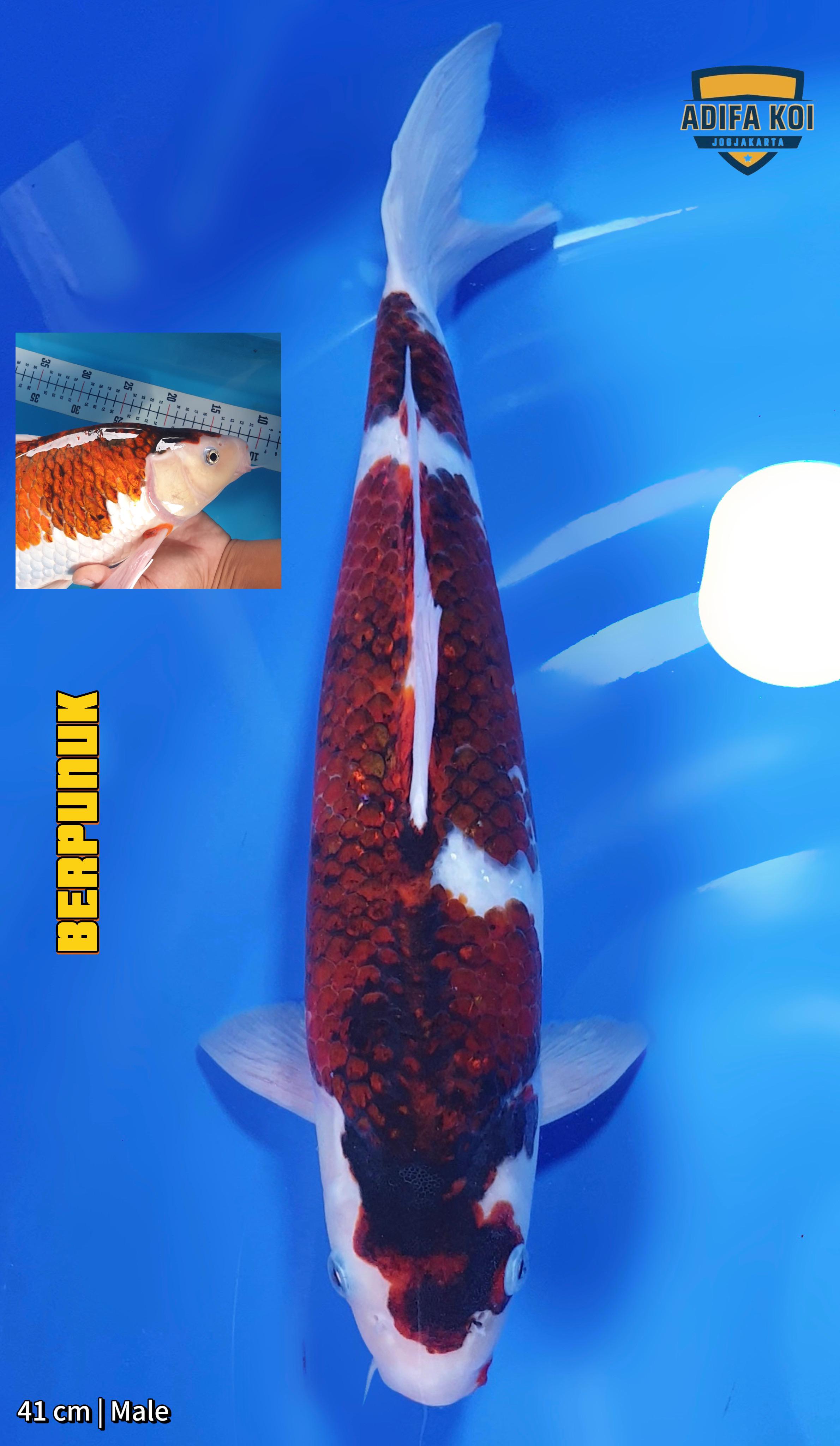 KOROMO 41cm