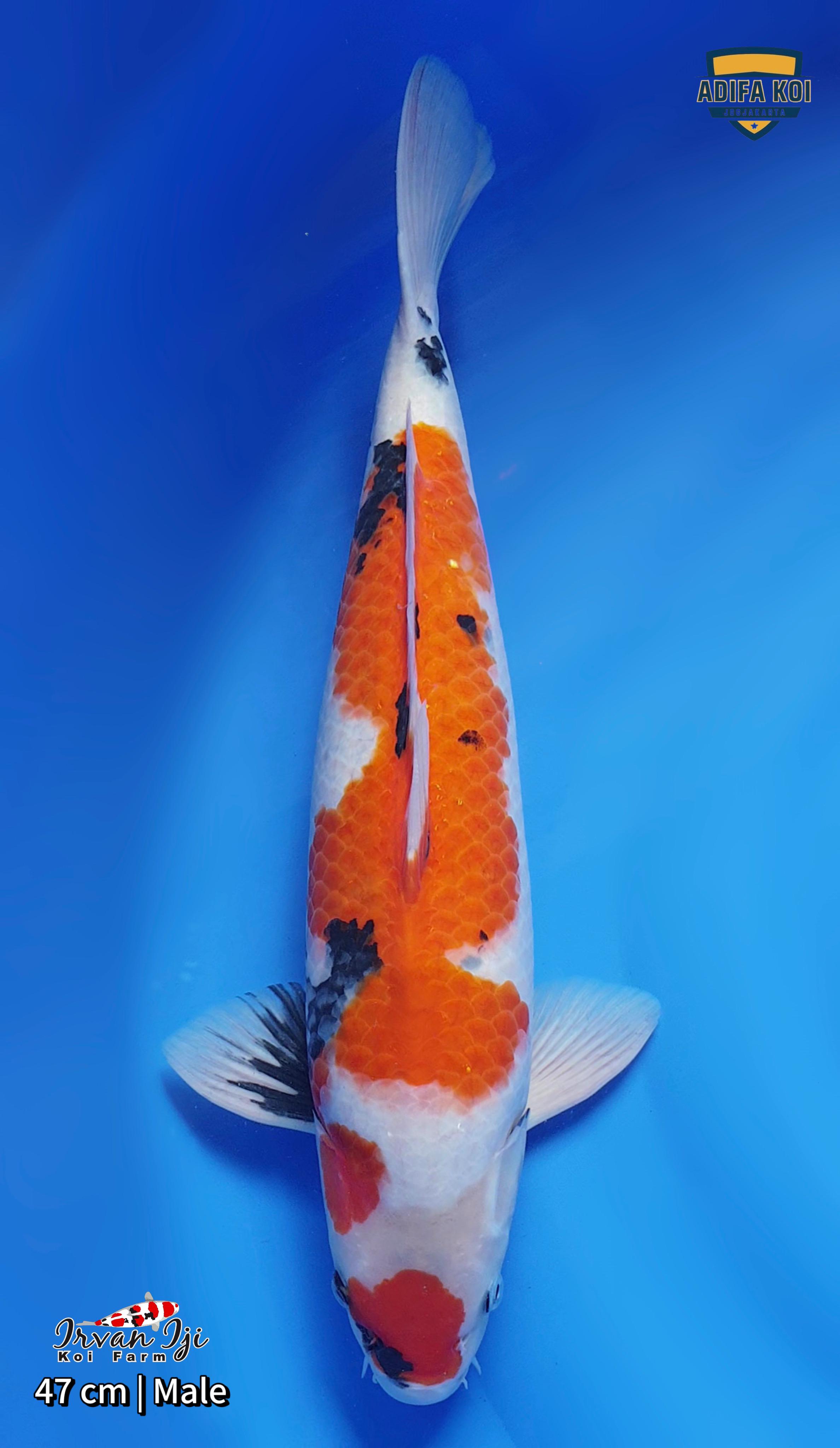 MARUTEN SHOWA 47cm