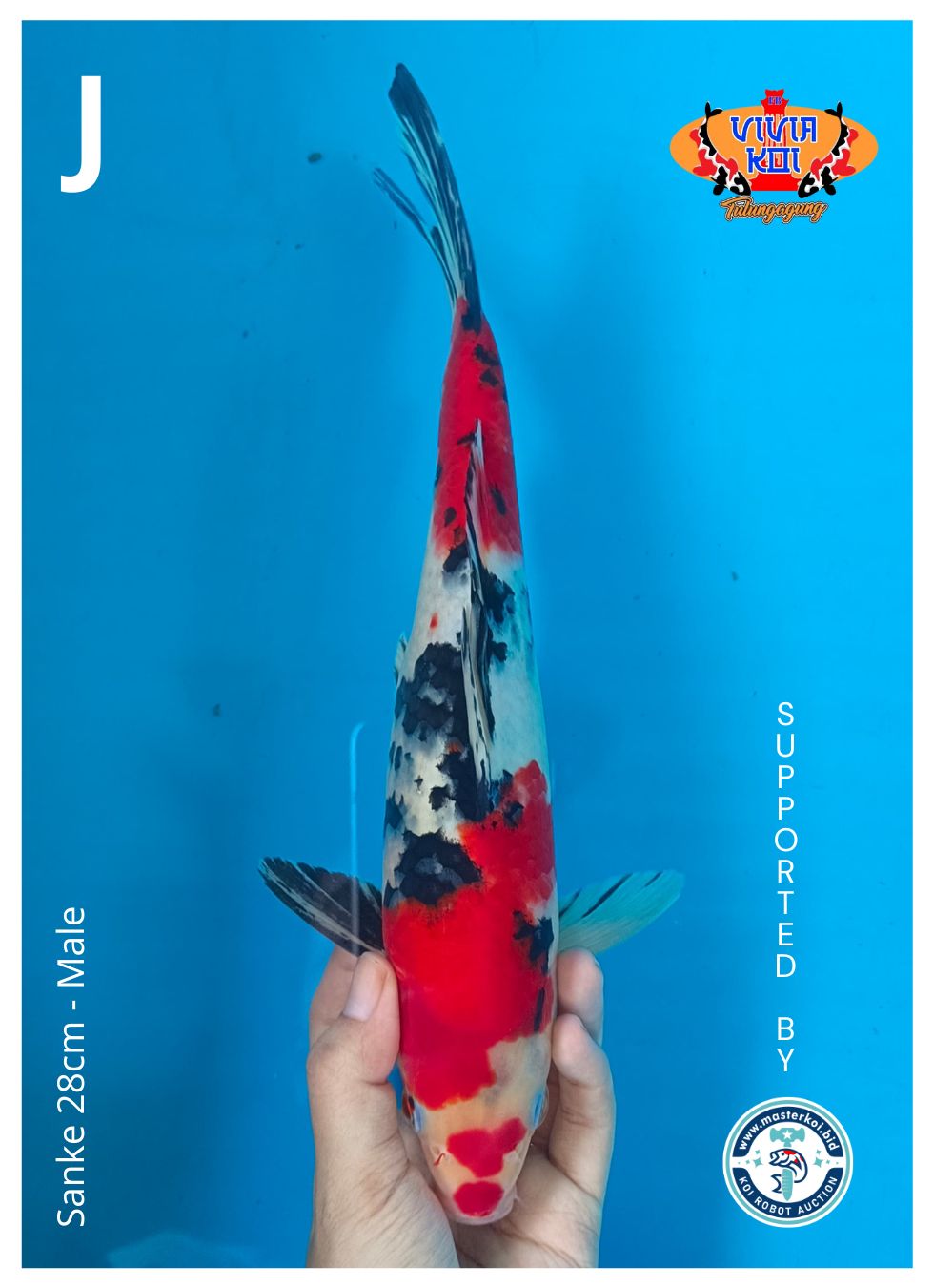 SANKE 28cm