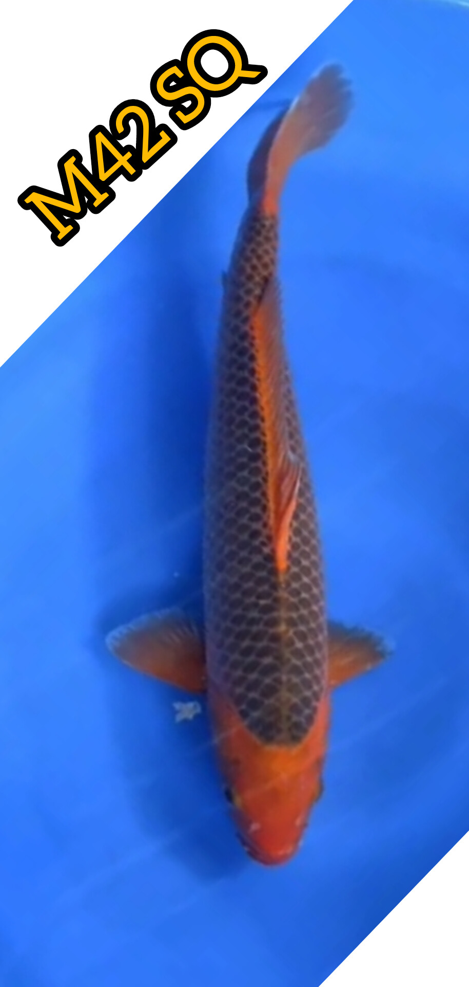SUPER AKAMATSUBA SHOW QUALITY IKAN KELAS KONTES LOKASI TULUNGAGUNG 42cm