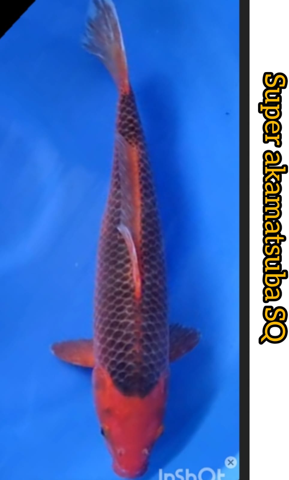 SUPER AKAMATSUBA SHOW QUALITY IKAN KELAS KONTES LOKASI TULUNGAGUNG 40cm