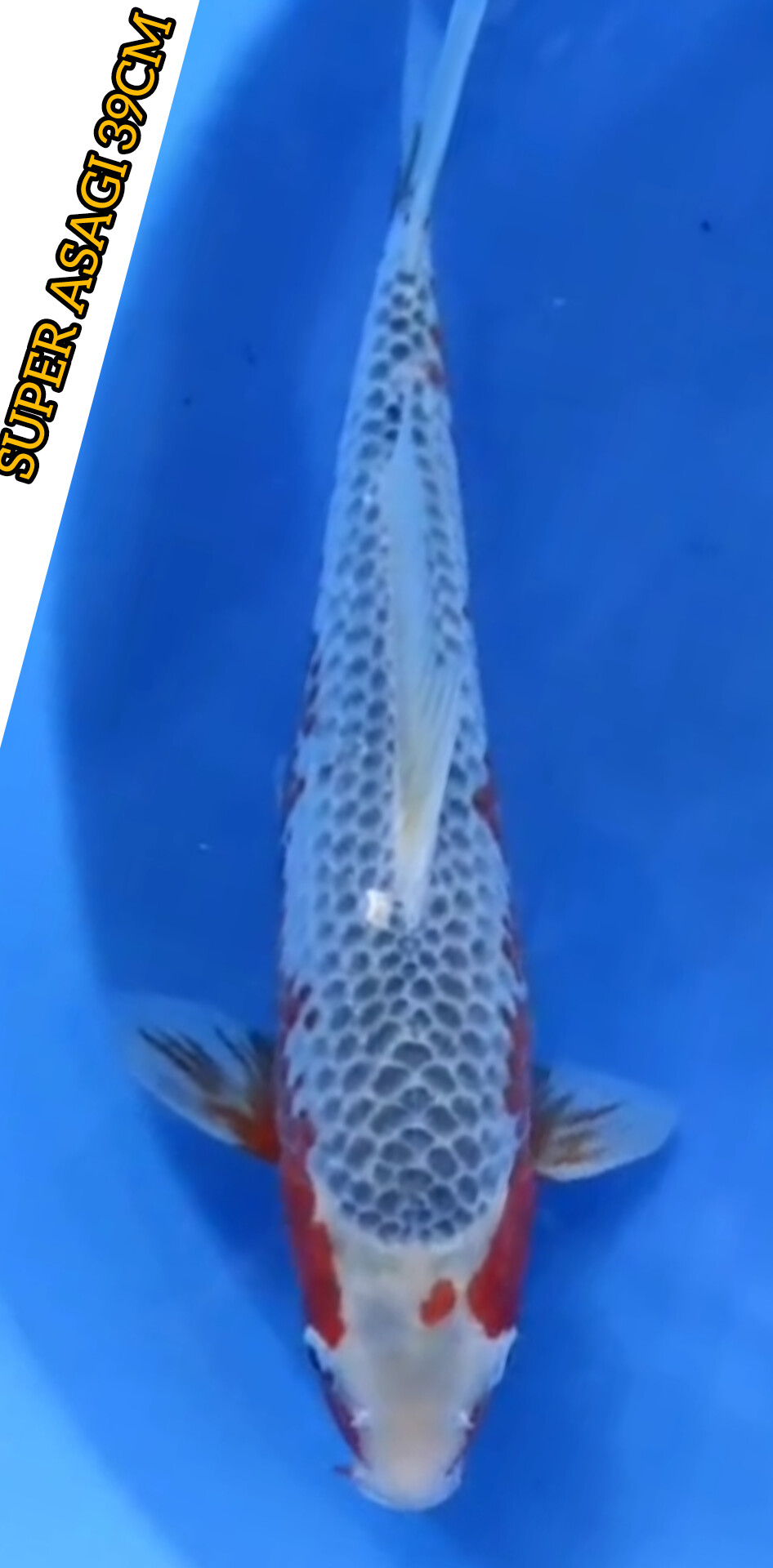 SUPER ASAGI ISTIMEWA CALON JOS BAHAN HQ JOS LOKASI TULUNGAGUNG 39cm