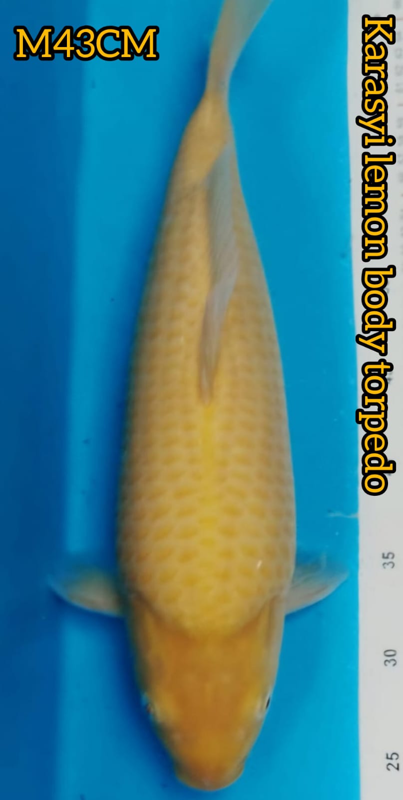 SUPER LEMON KARASYI PUNUK EXTREME BODY TORPEDO ISTIMEWA JUMBO LOKASI IKAN DU DEPOK 43cm
