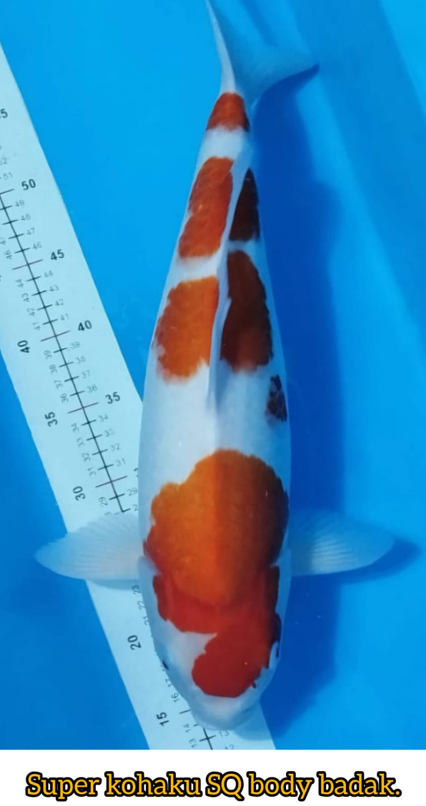 SUPER KOHAKU BODY BADAK JUMBO POUNOK ISTIMEWA IKAN KELAS SULTAN LOKASI DEPOK 49cm