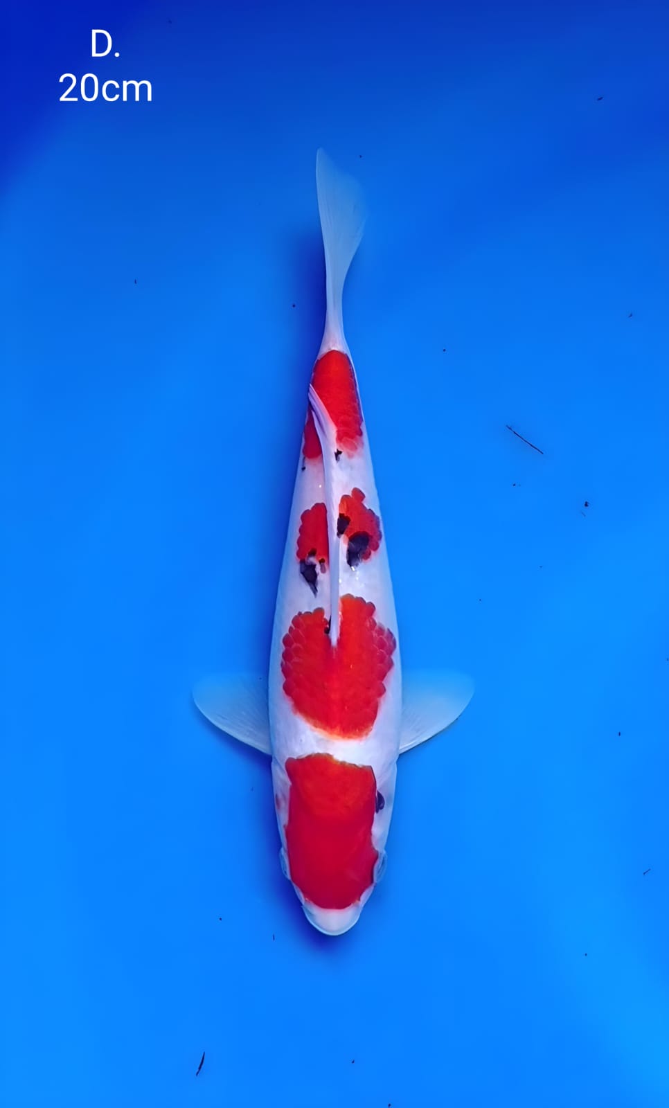 SANKE TATEGOI MALE BAHAN KEEPING 20cm