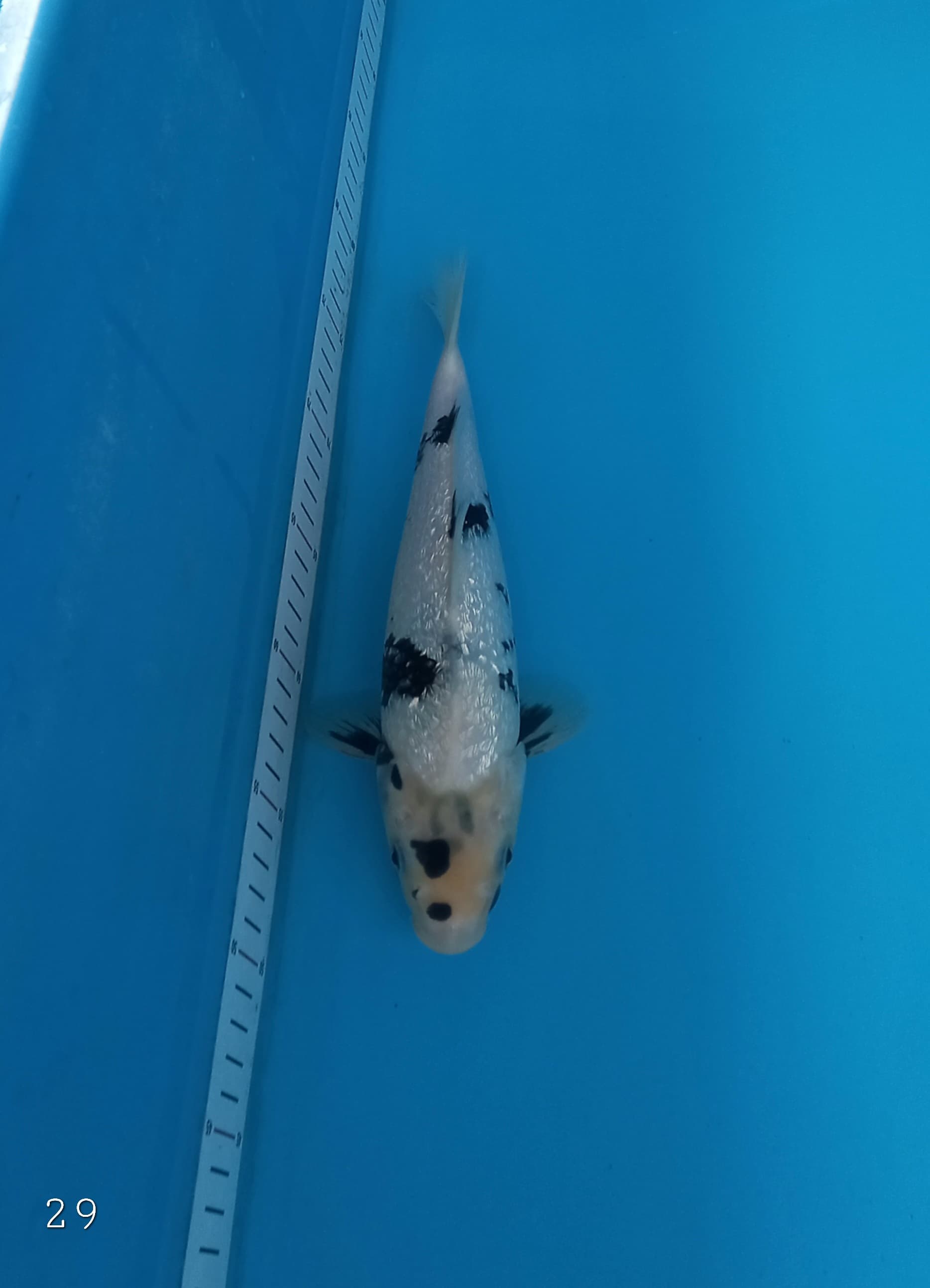 SHIRO GINRIN 29cm