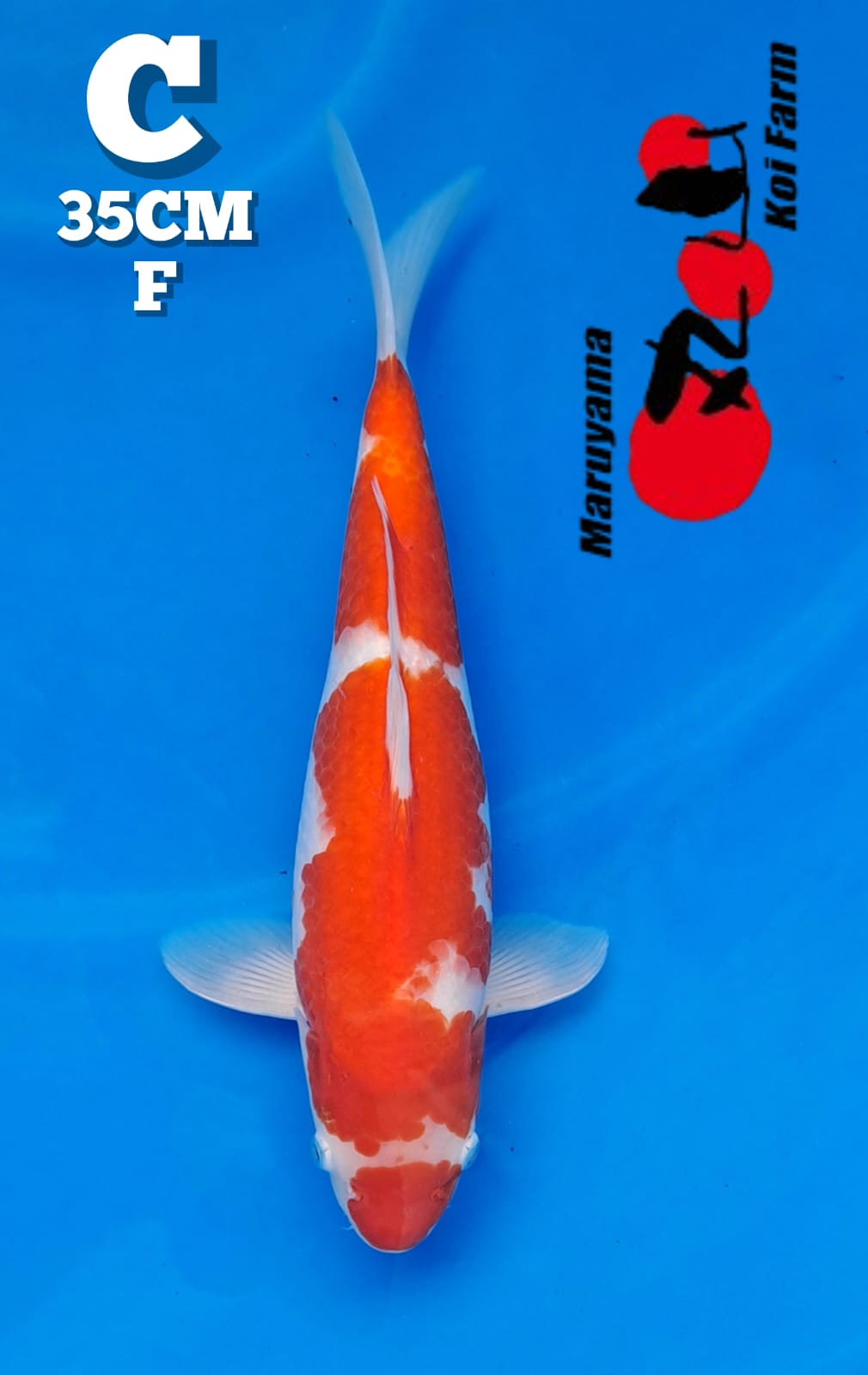 KOHAKU MARUYAMA KOI FARM 35cm